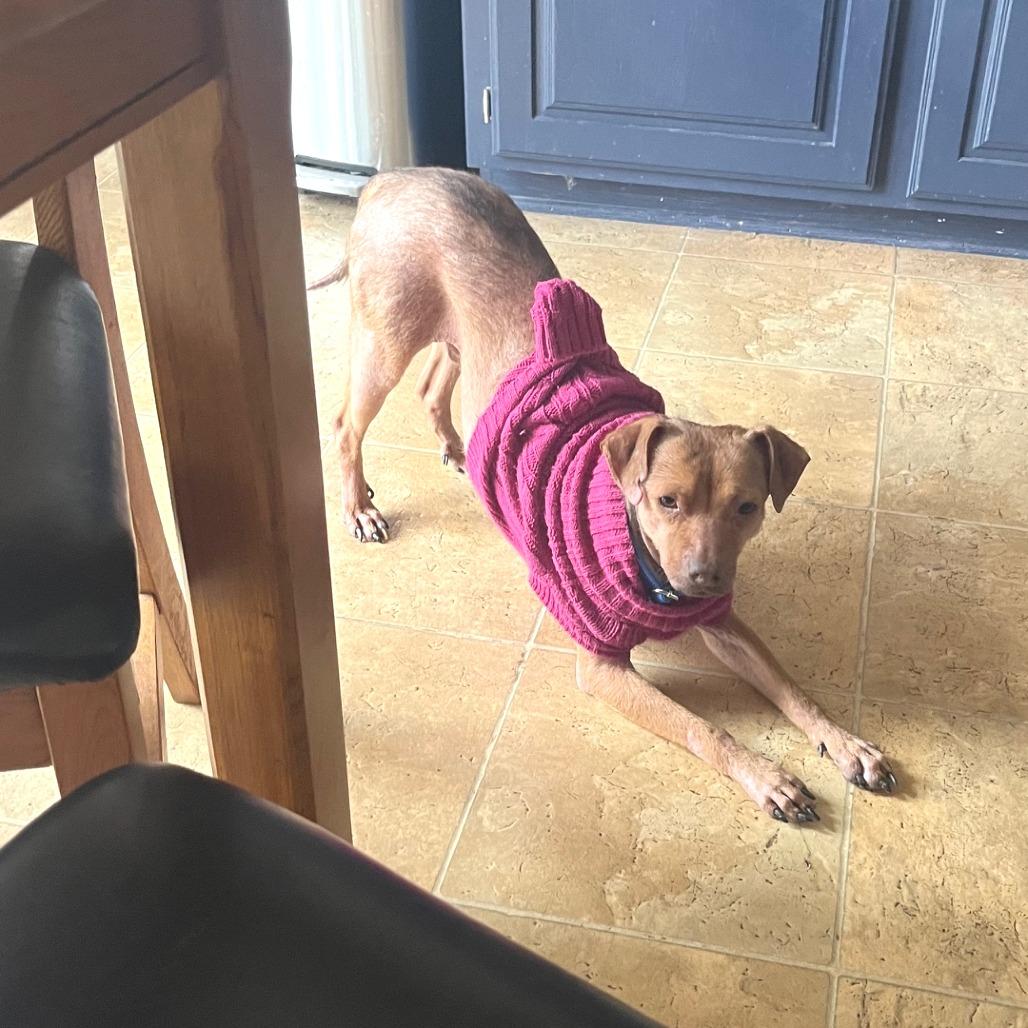 Enlarge Burnet, a ADOPTABLE mixed breed in Kansas City, KS image 4/4