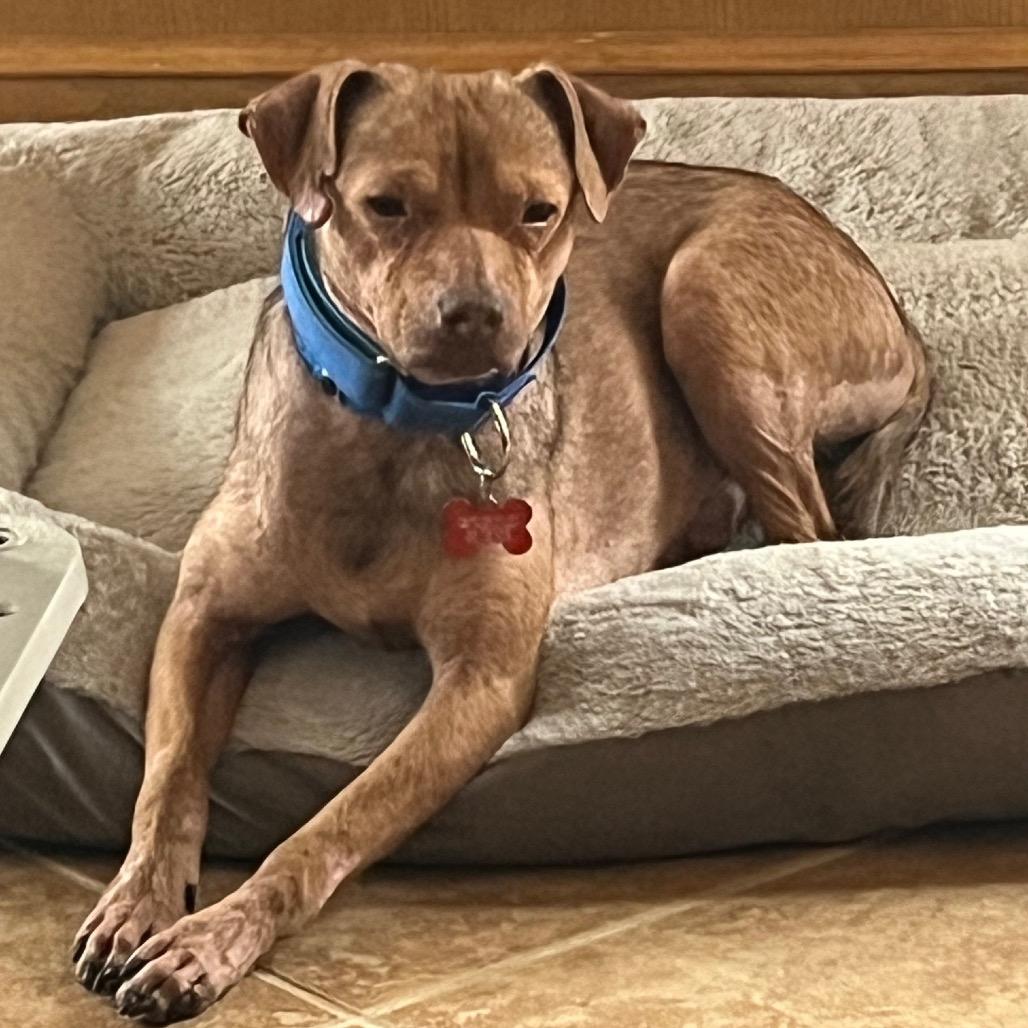 Burnet, ADOPTABLE, Adult Male Chihuahua.