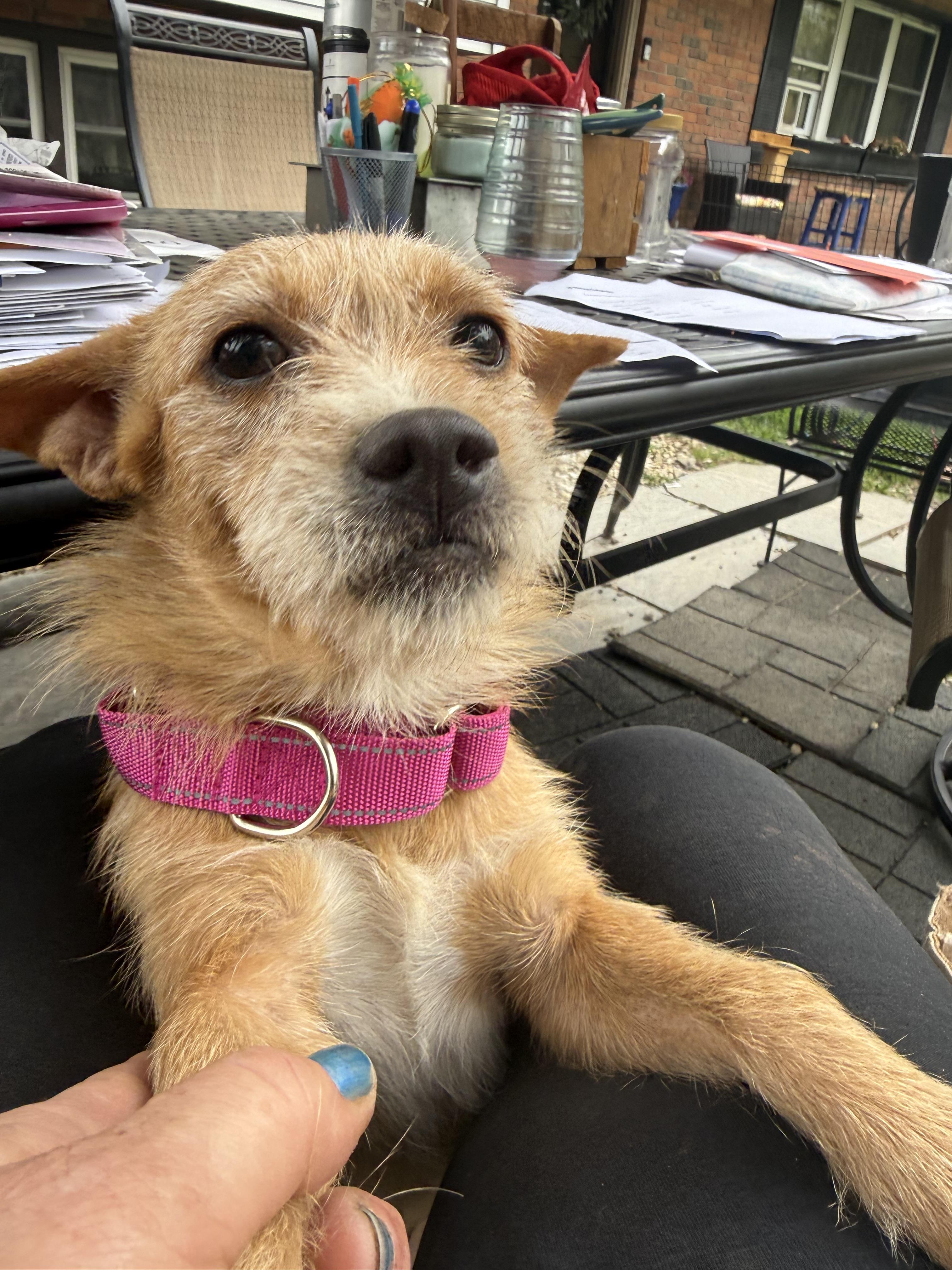 Waffles and pancake, a Adoptable mixed breed in Pleasant Valley, NY image 6/6