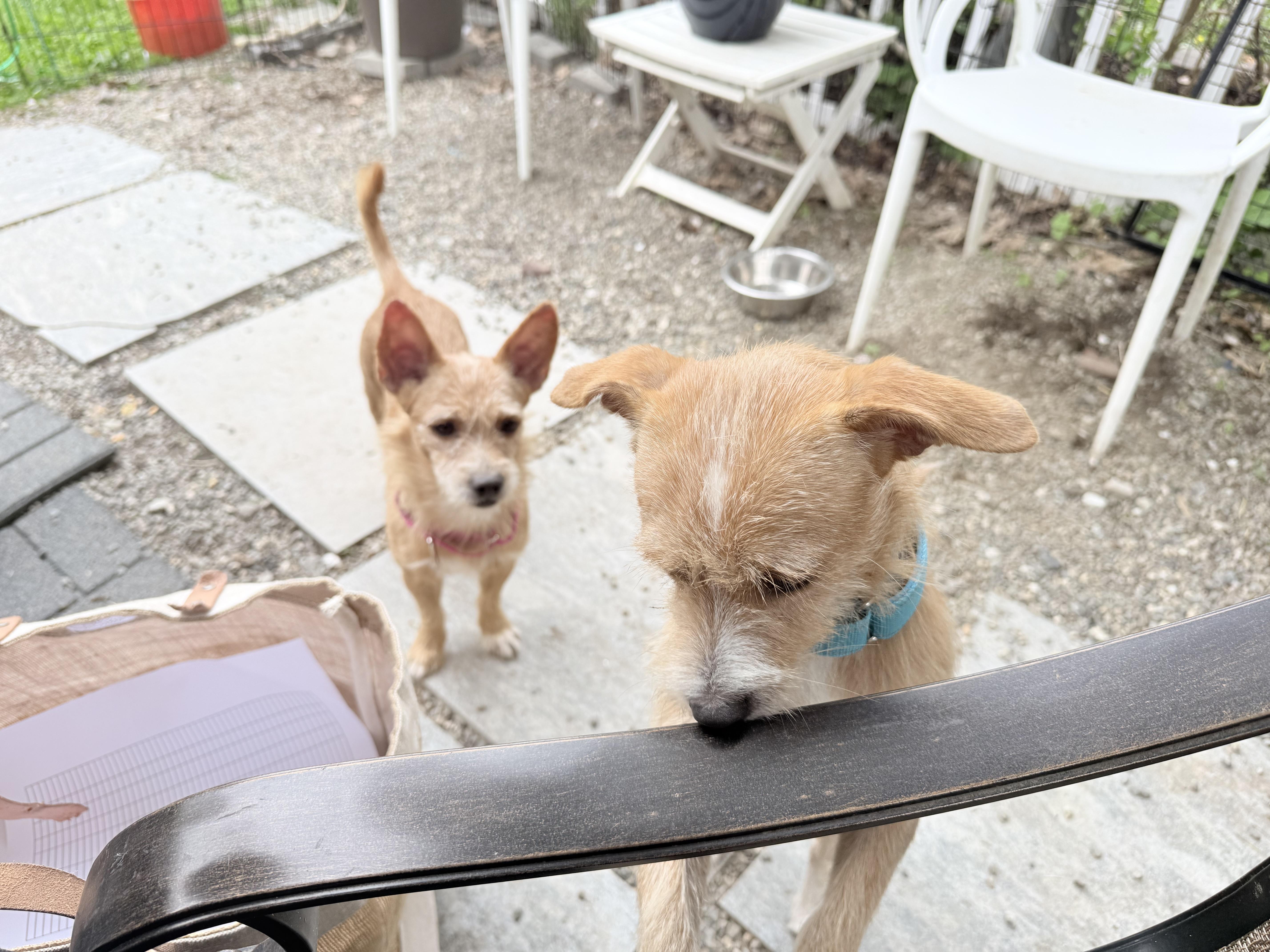 Waffles and pancake, a Adoptable mixed breed in Pleasant Valley, NY image 1/6