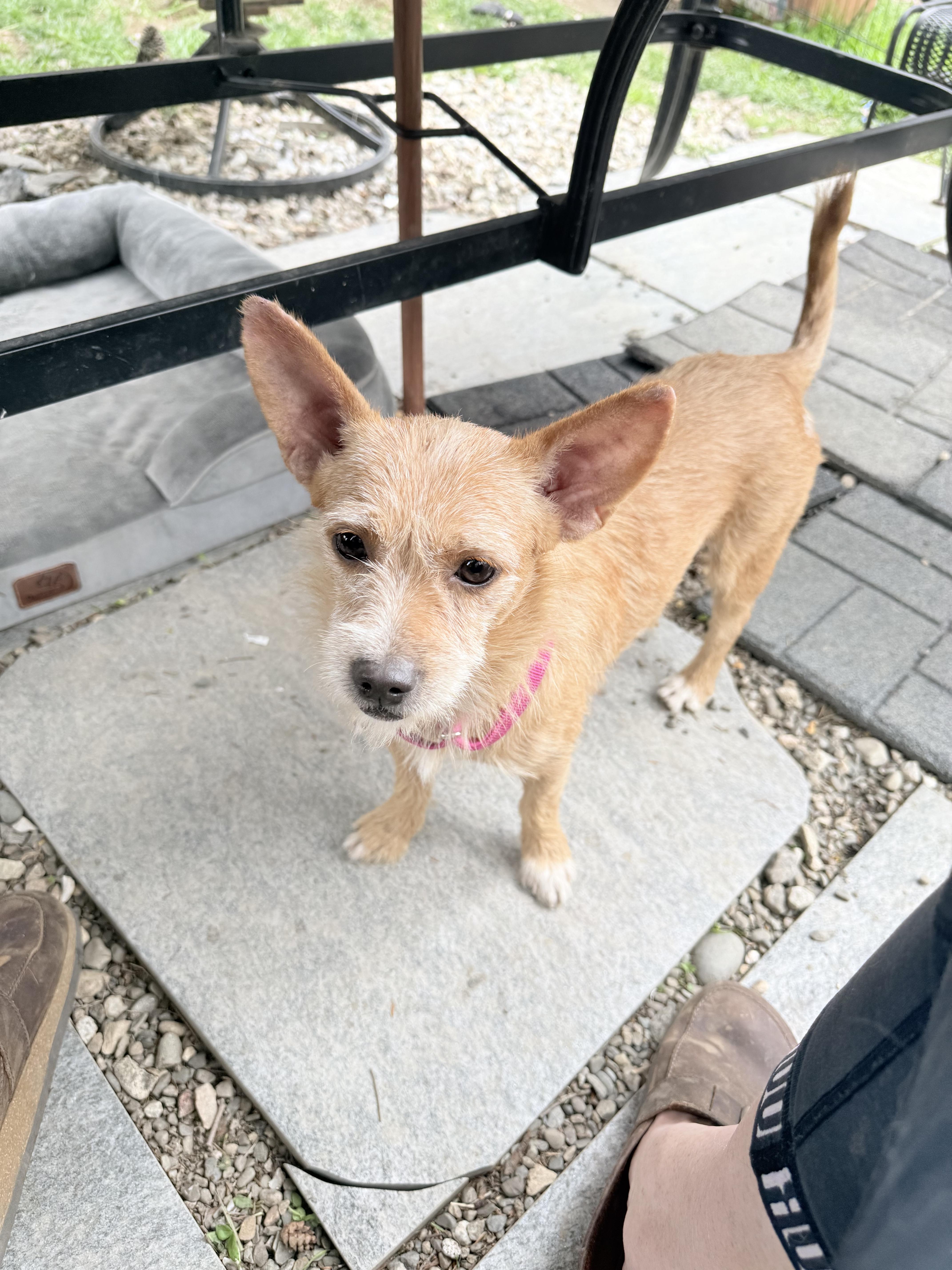 Waffles and pancake, a Adoptable mixed breed in Pleasant Valley, NY image 2/6