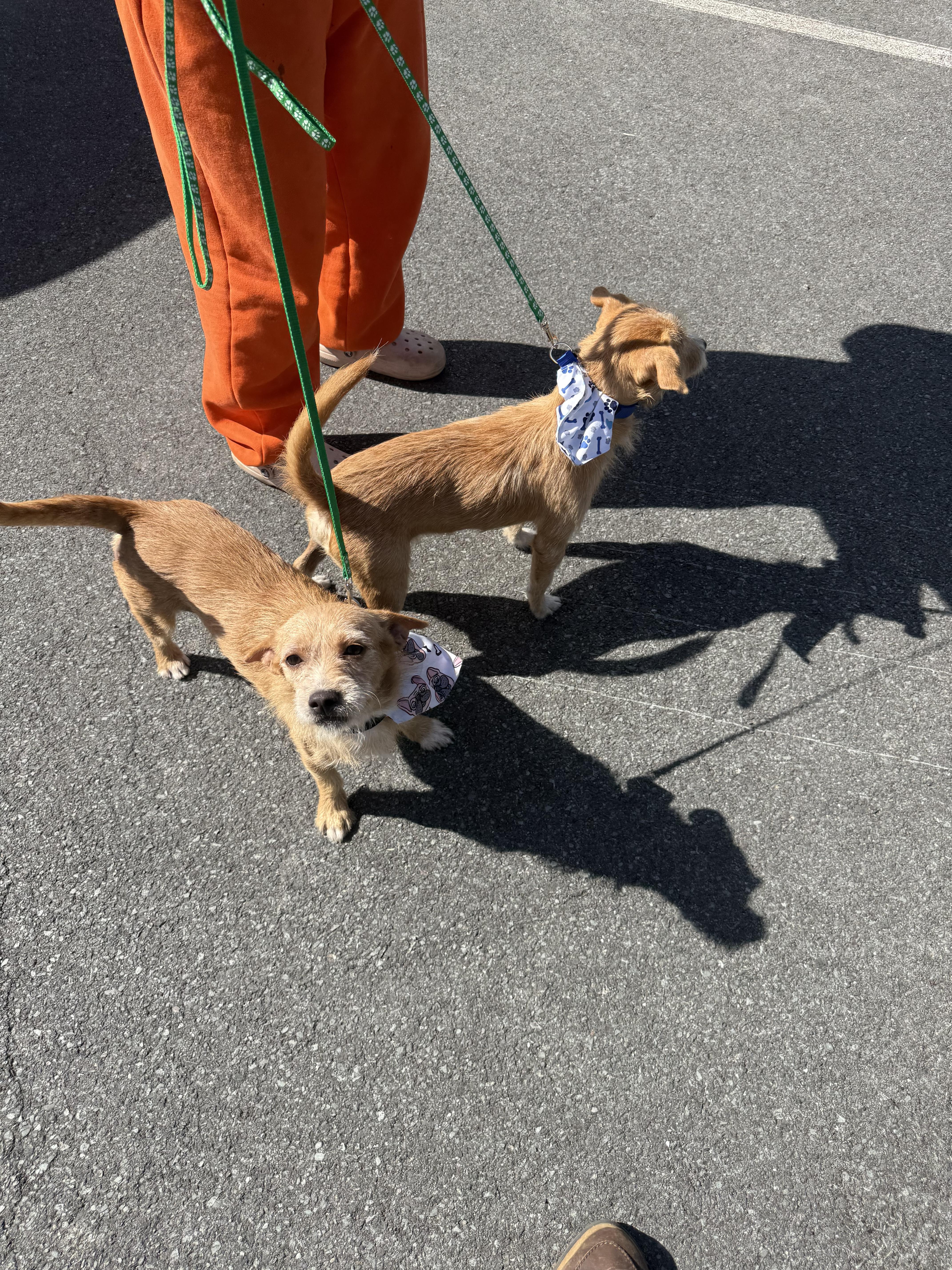 Waffles and pancake, a Adoptable mixed breed in Pleasant Valley, NY image 5/6