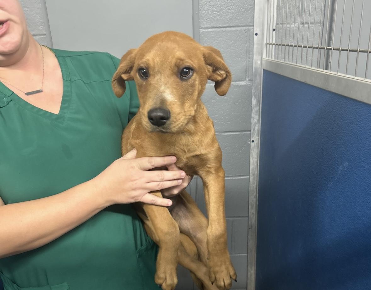 Bristol, a Adoptable Mixed Breed in seaside heights, NJ image 3/3