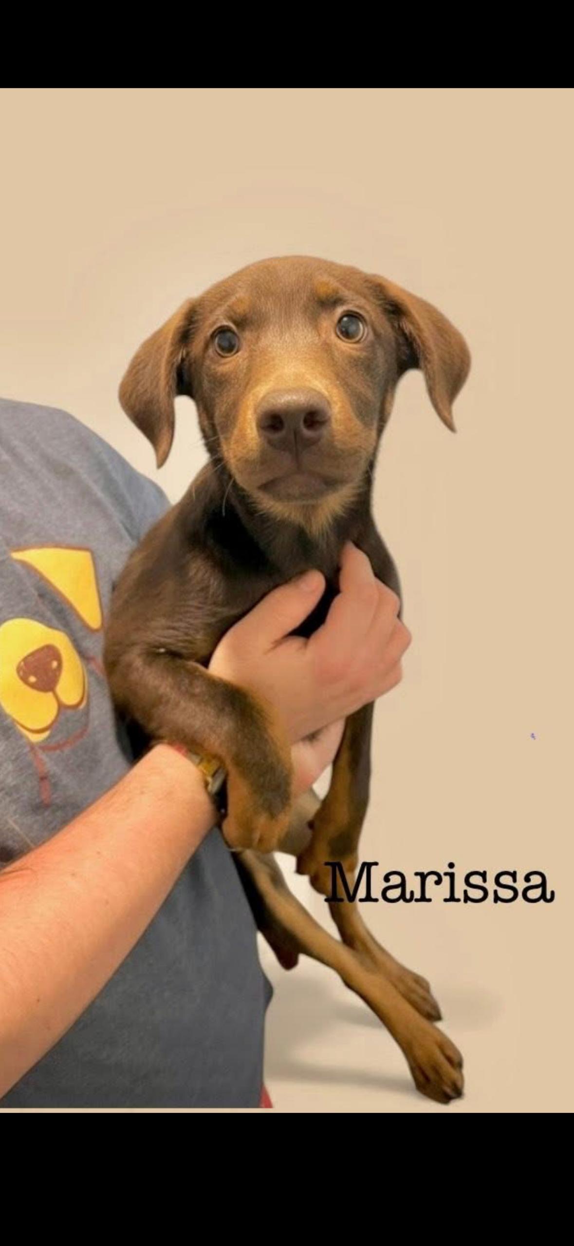 Bristol, a Adoptable Mixed Breed in seaside heights, NJ image 1/3