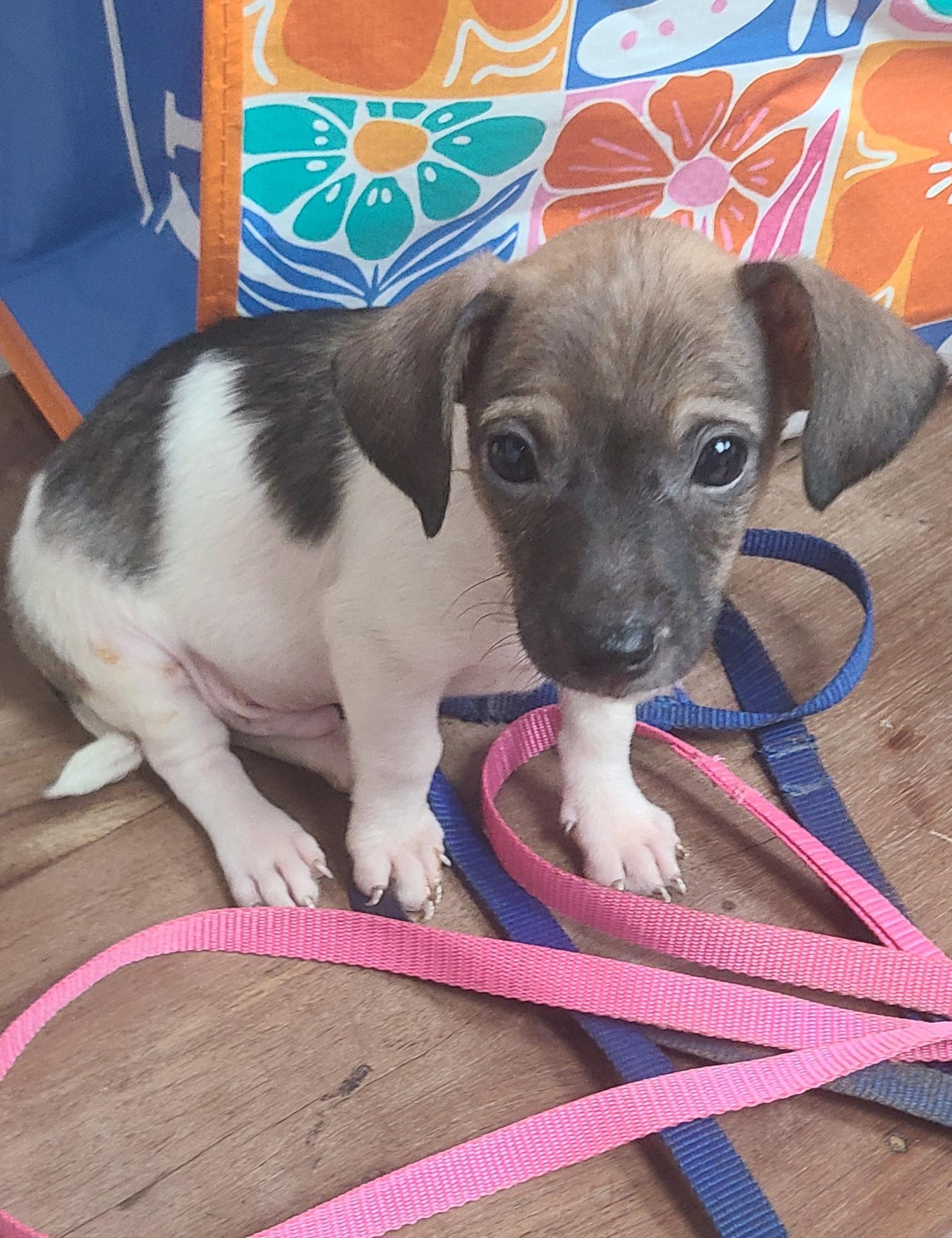 Elroy Rat Terrier Dog