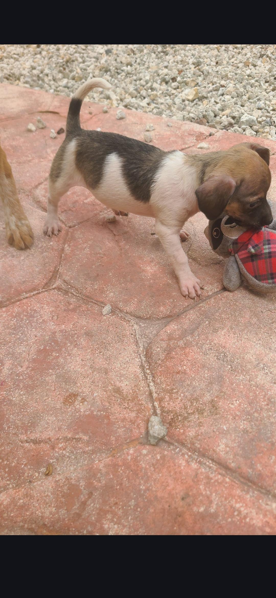 Elroy, a Adoptable mixed breed in Miami, FL image 3/4