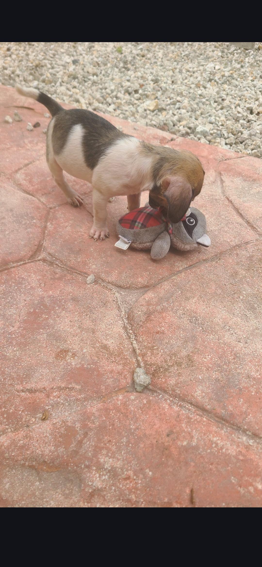 Elroy, a Adoptable mixed breed in Miami, FL image 4/4