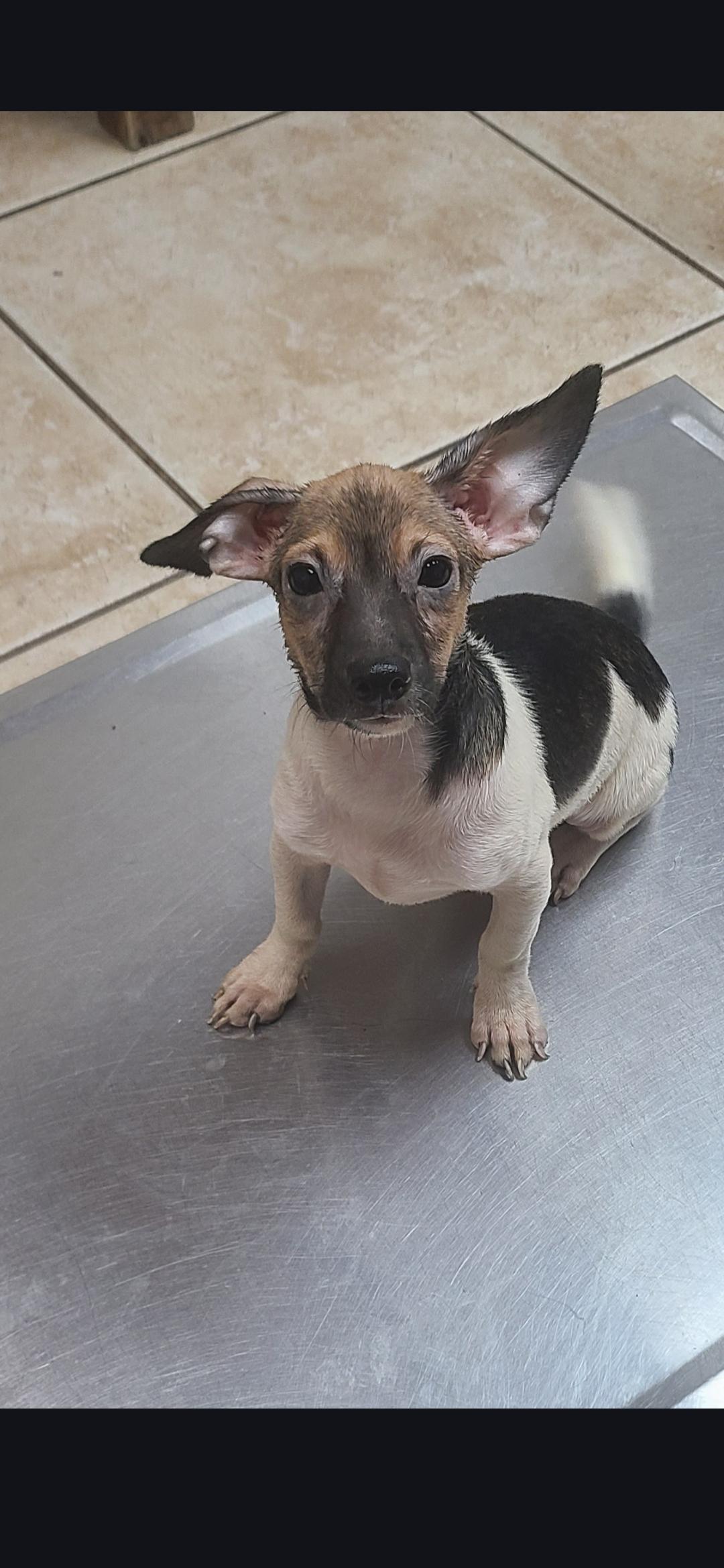 Elroy, a Adoptable mixed breed in Miami, FL image 1/4