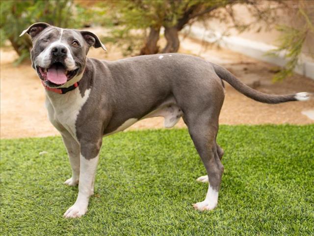 MOON, Adoptable, Adult Male Pit Bull Terrier.