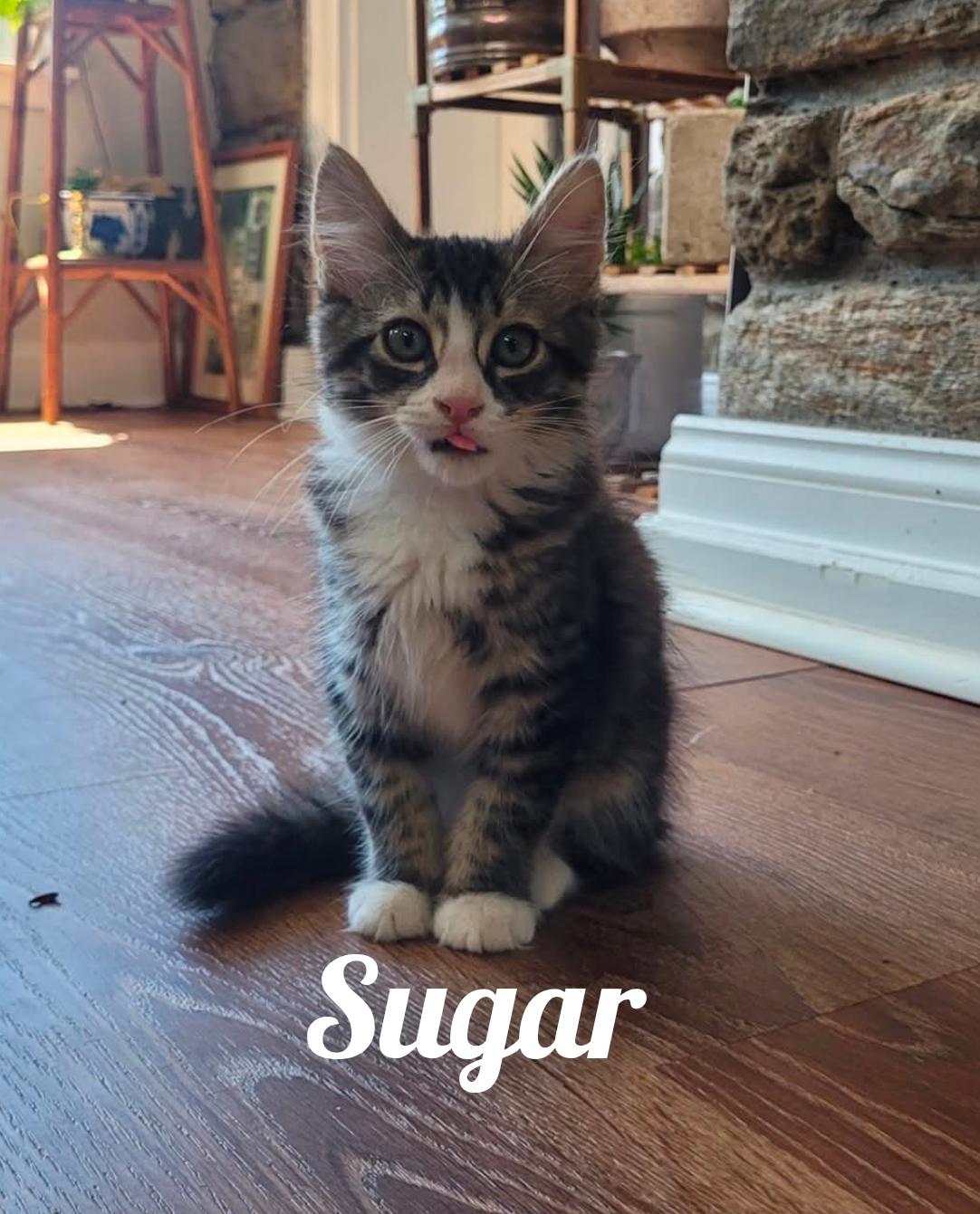 Sugar, Sweetie, and Mouse, an adopted Domestic Short Hair in Lansdowne, PA image 2/6