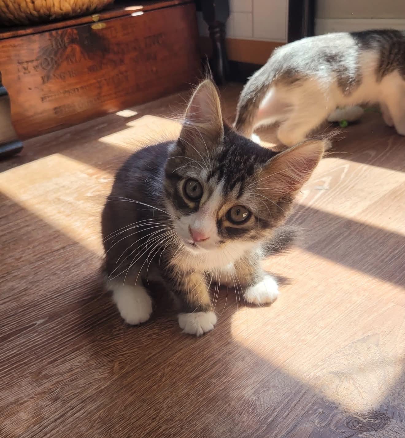 Sugar, Sweetie, and Mouse, an adopted Domestic Short Hair in Lansdowne, PA image 3/6