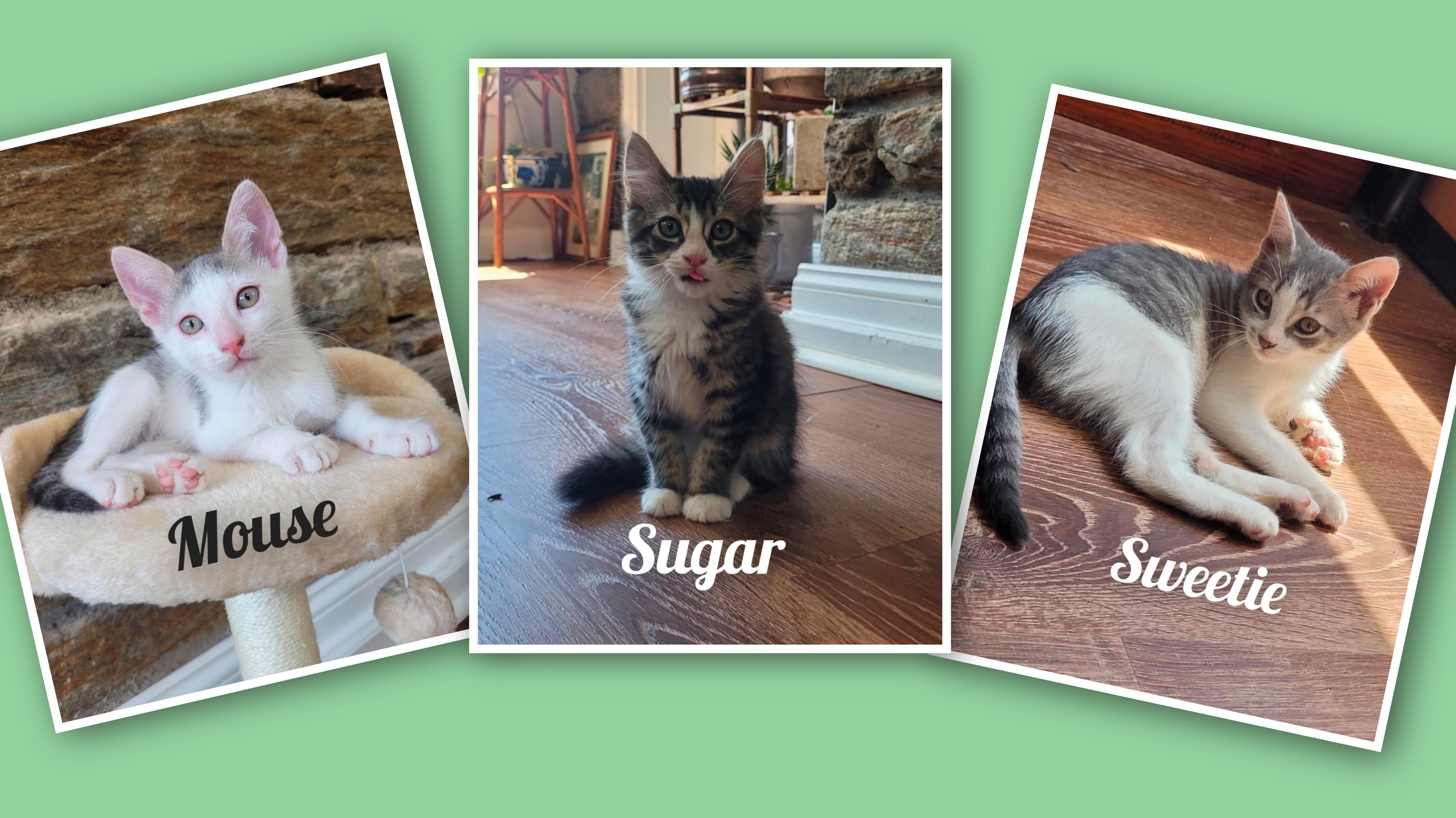 Sugar, Sweetie, and Mouse, adopted, Young Male Domestic Short Hair.