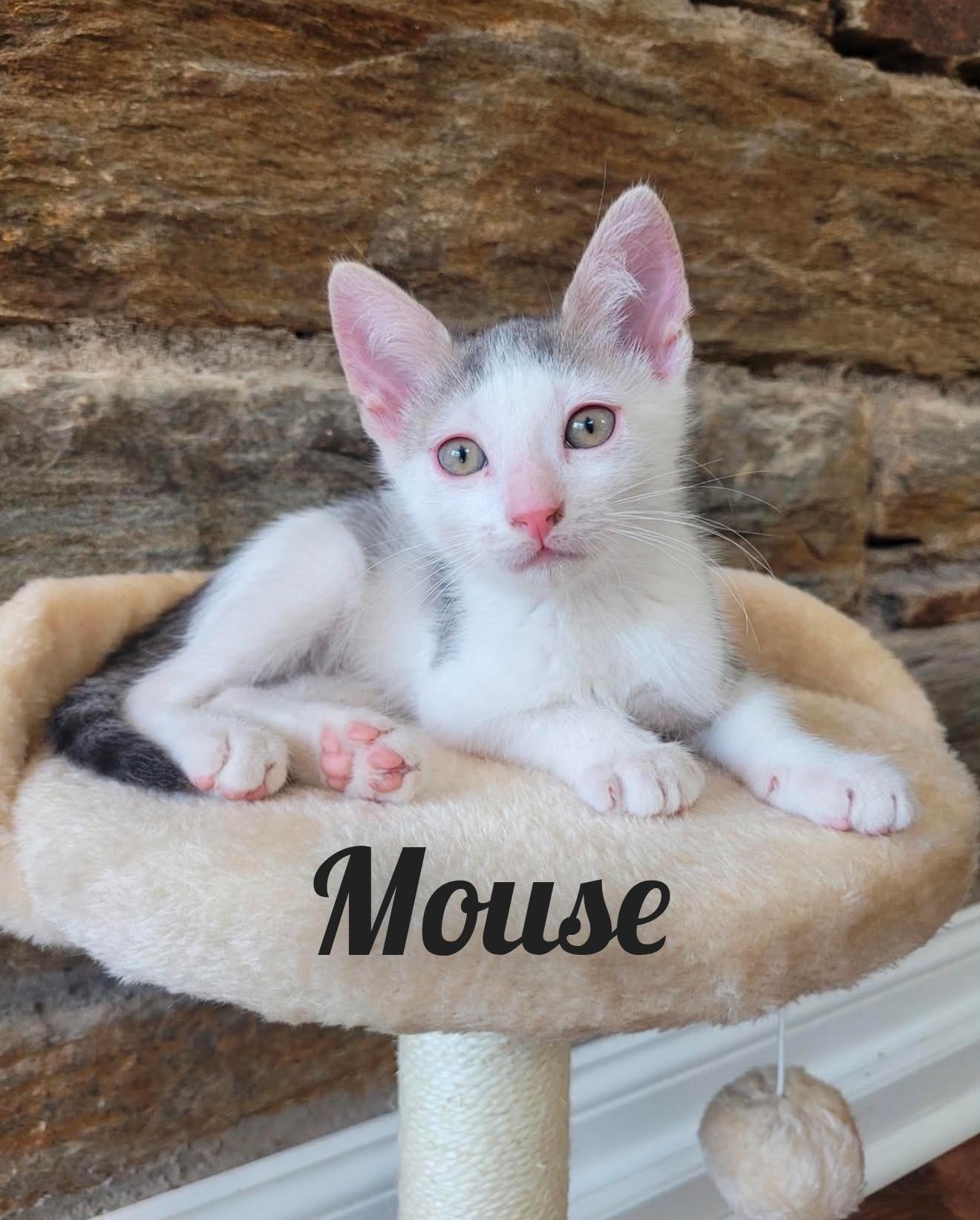 Sugar, Sweetie, and Mouse, an adopted Domestic Short Hair in Lansdowne, PA image 5/6