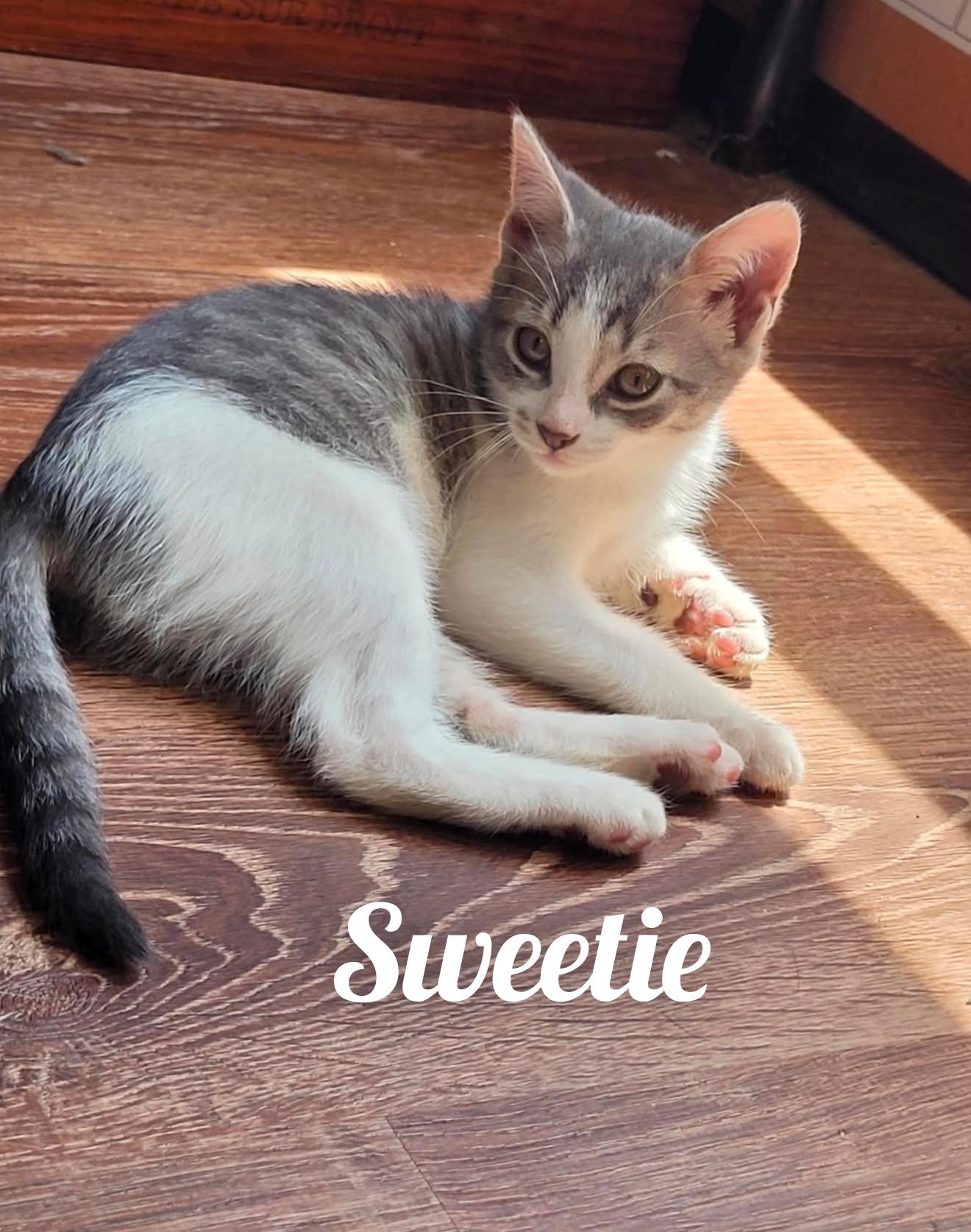 Sugar, Sweetie, and Mouse, an adopted Domestic Short Hair in Lansdowne, PA image 4/6