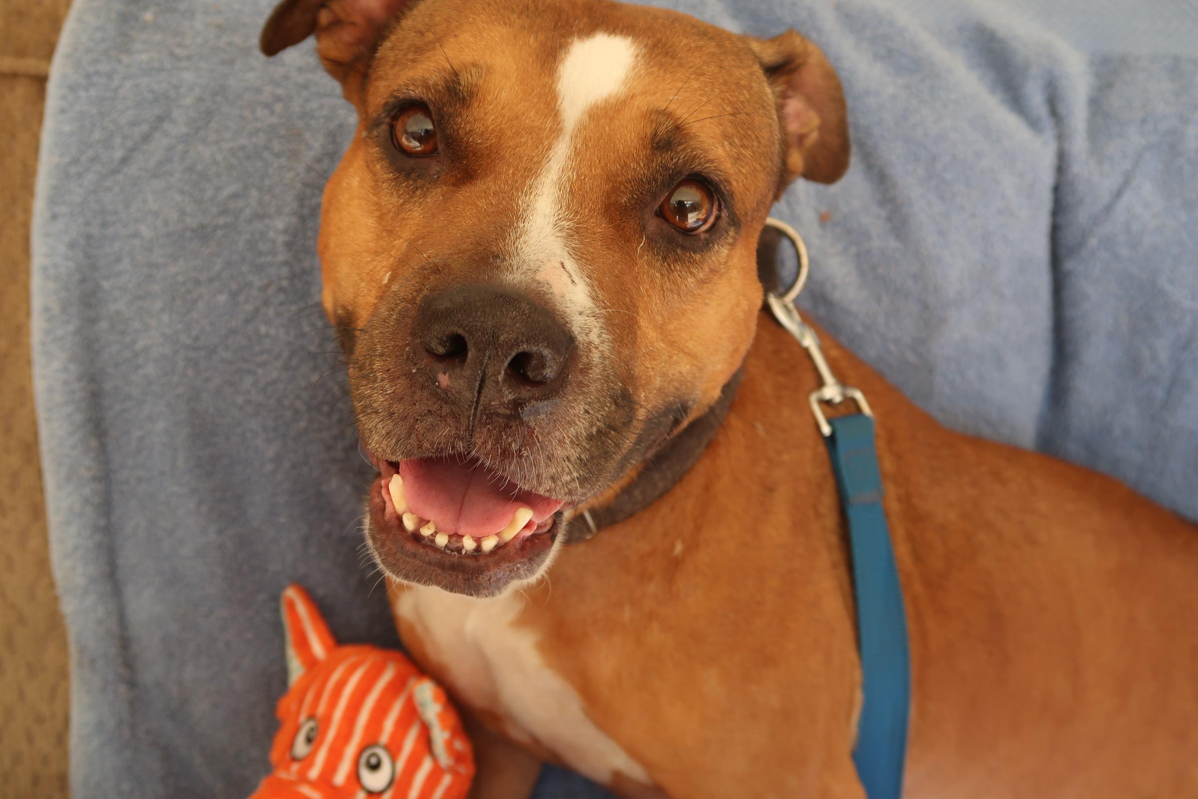 Likin' Smiles ~ So Much Love!, Adoptable, Adult Female Pit Bull Terrier & Dachshund.
