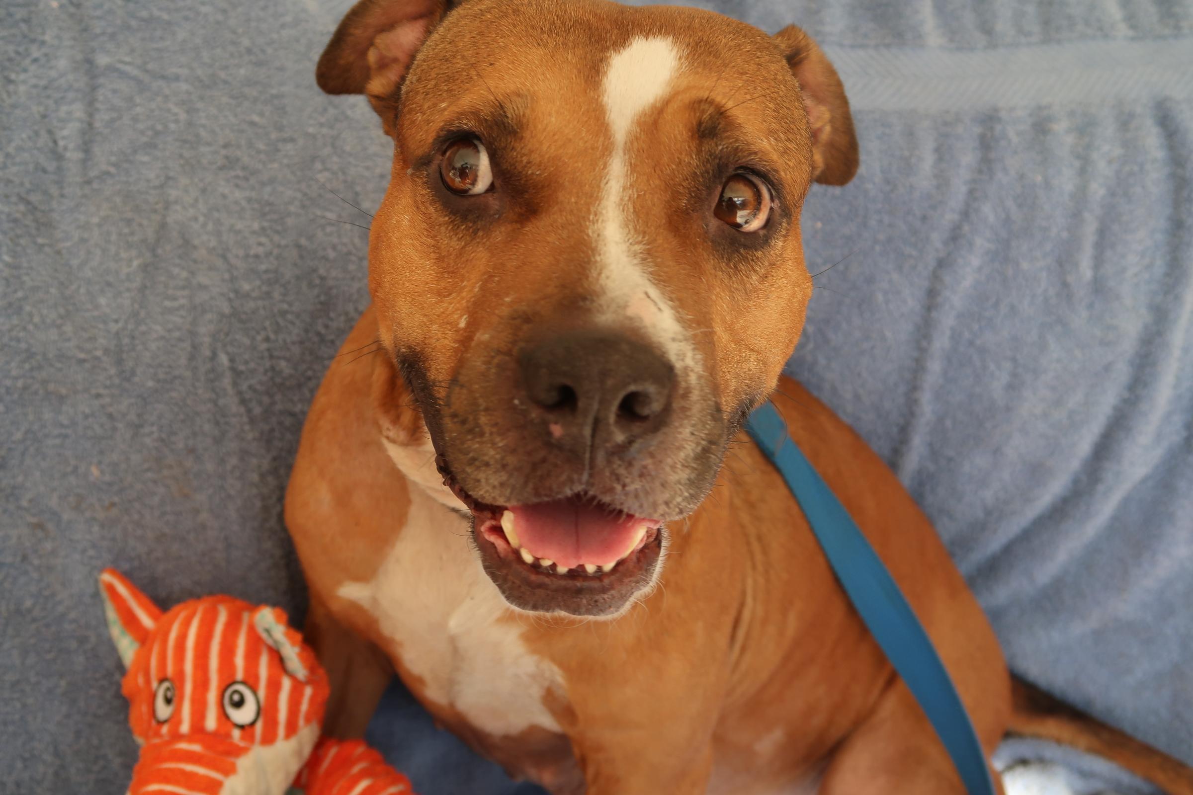 Likin' Smiles ~ So Much Love!, a Adoptable mixed breed in St. Petersburg, FL image 2/4