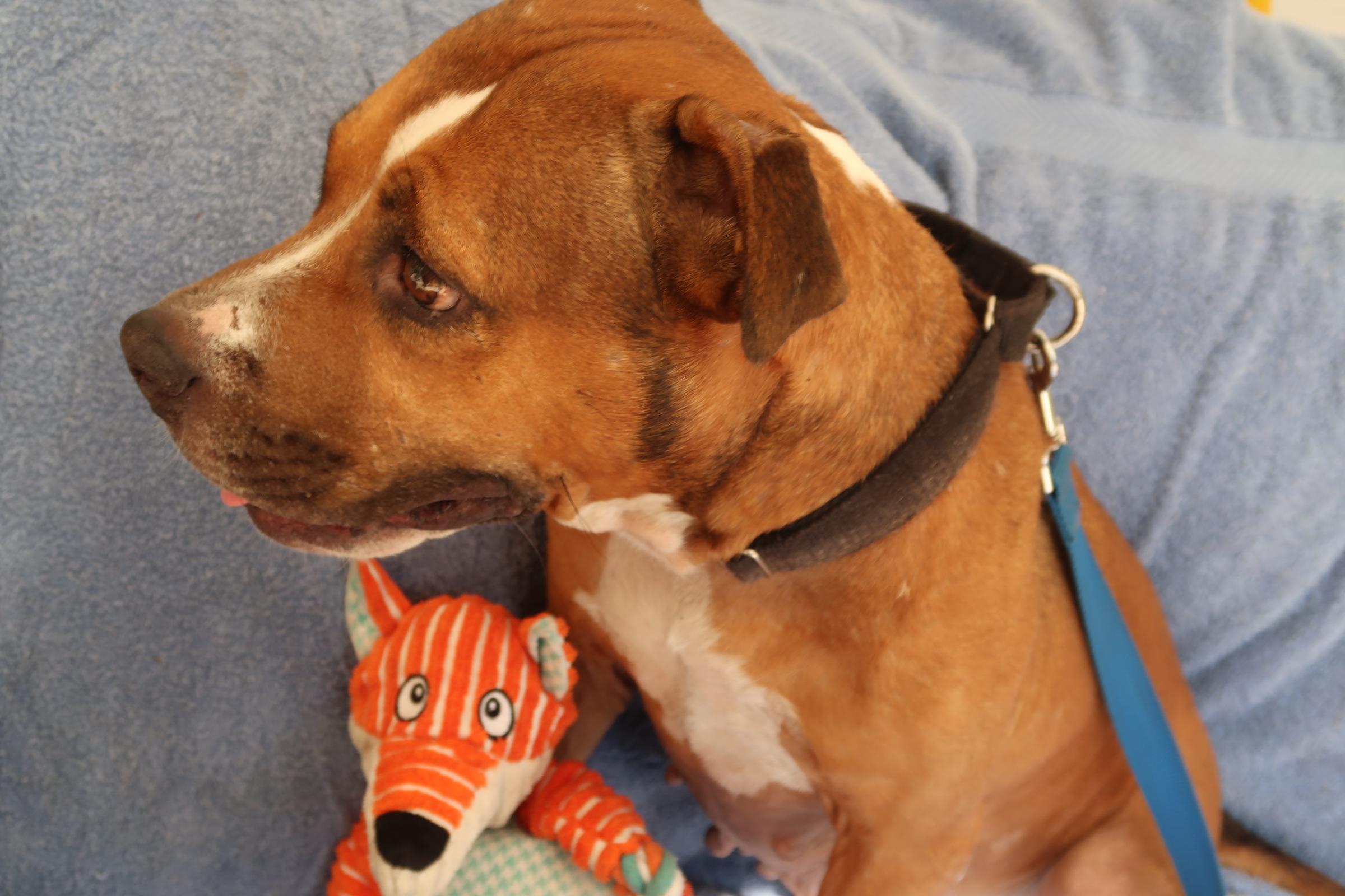 Likin' Smiles ~ So Much Love!, a Adoptable mixed breed in St. Petersburg, FL image 3/4