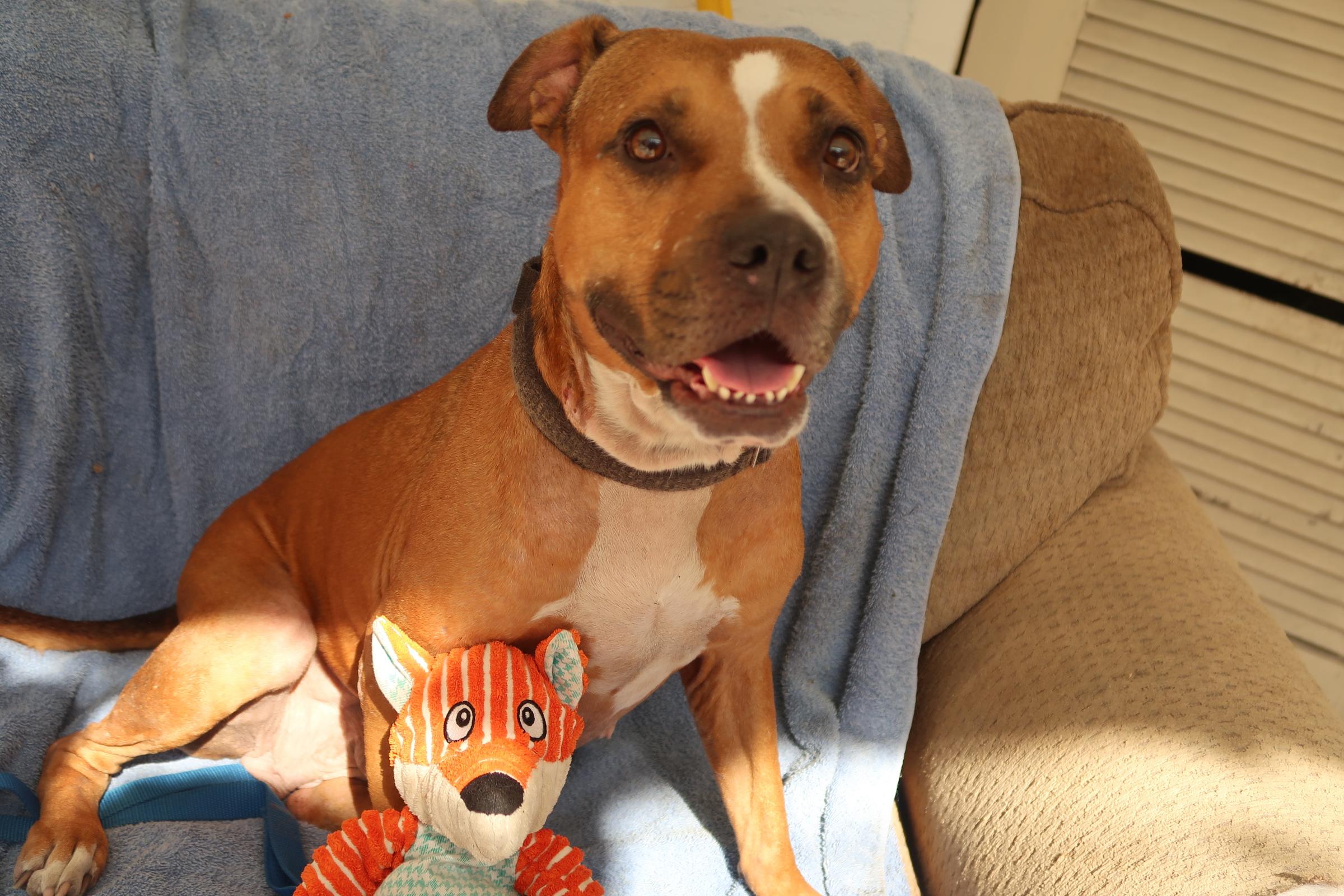 Likin' Smiles ~ So Much Love!, a Adoptable mixed breed in St. Petersburg, FL image 4/4