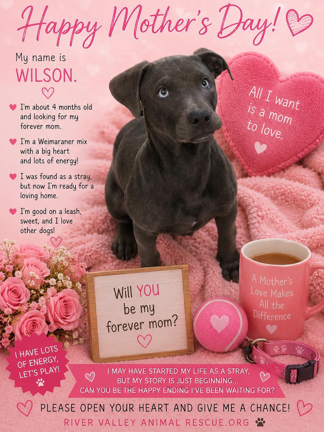 Wilson, adopted, Puppy Male Weimaraner.