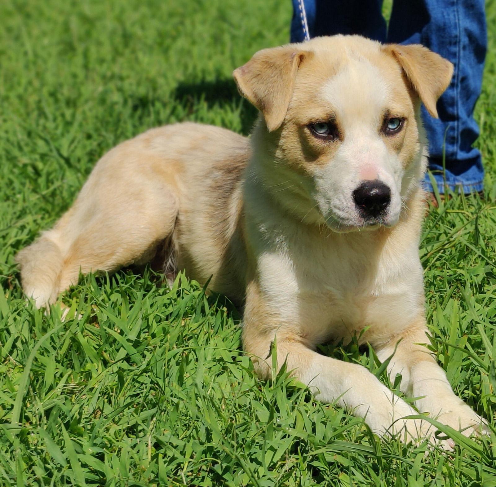 25/440 Osha, Adopted, Young Female Husky & Pit Bull Terrier.