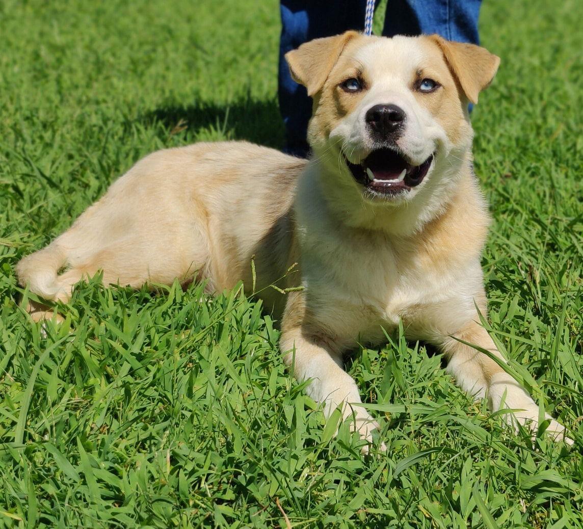 Enlarge 25/440 Osha, a Adopted mixed breed in Talladega, AL image 2/3
