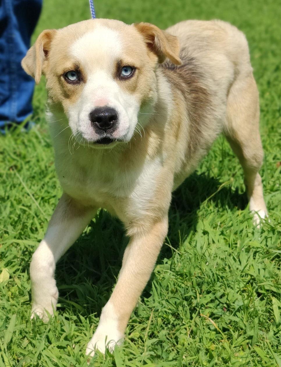 Enlarge 25/440 Osha, a Adopted mixed breed in Talladega, AL image 3/3