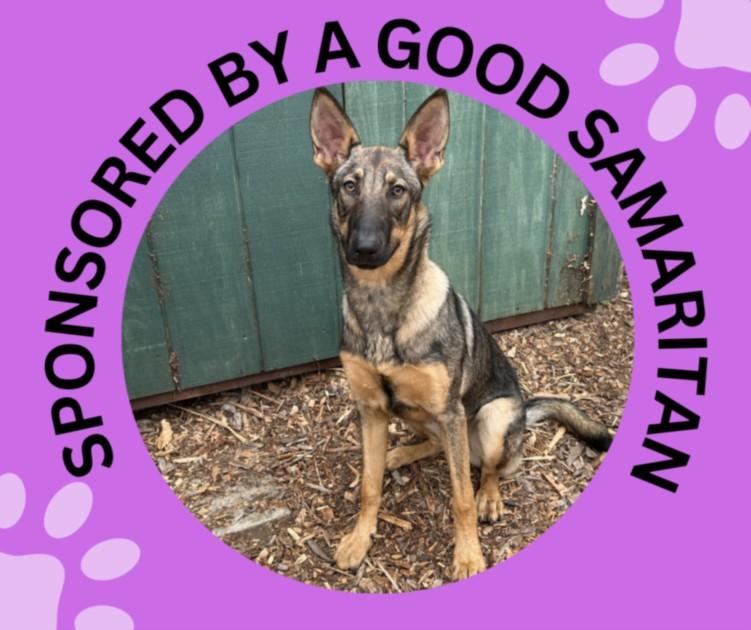 Enlarge EDEN, a Adoptable mixed breed in Santa Cruz, CA image 1/1