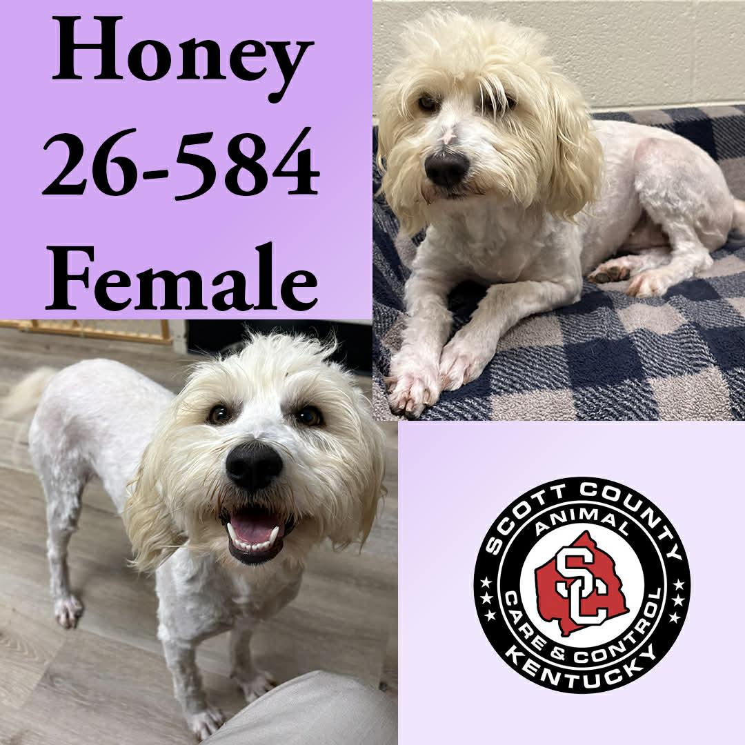 Enlarge Honey, a Adoptable mixed breed in Georgetown, KY image 1/1