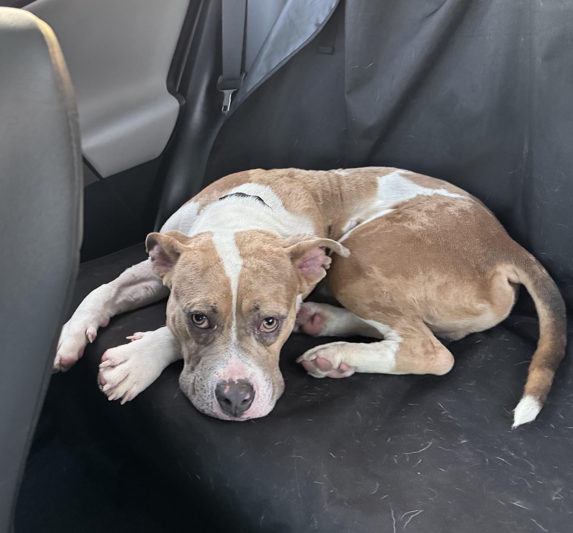 Creme Brulee **Courtesy Post. Out of town pet. See below for details**