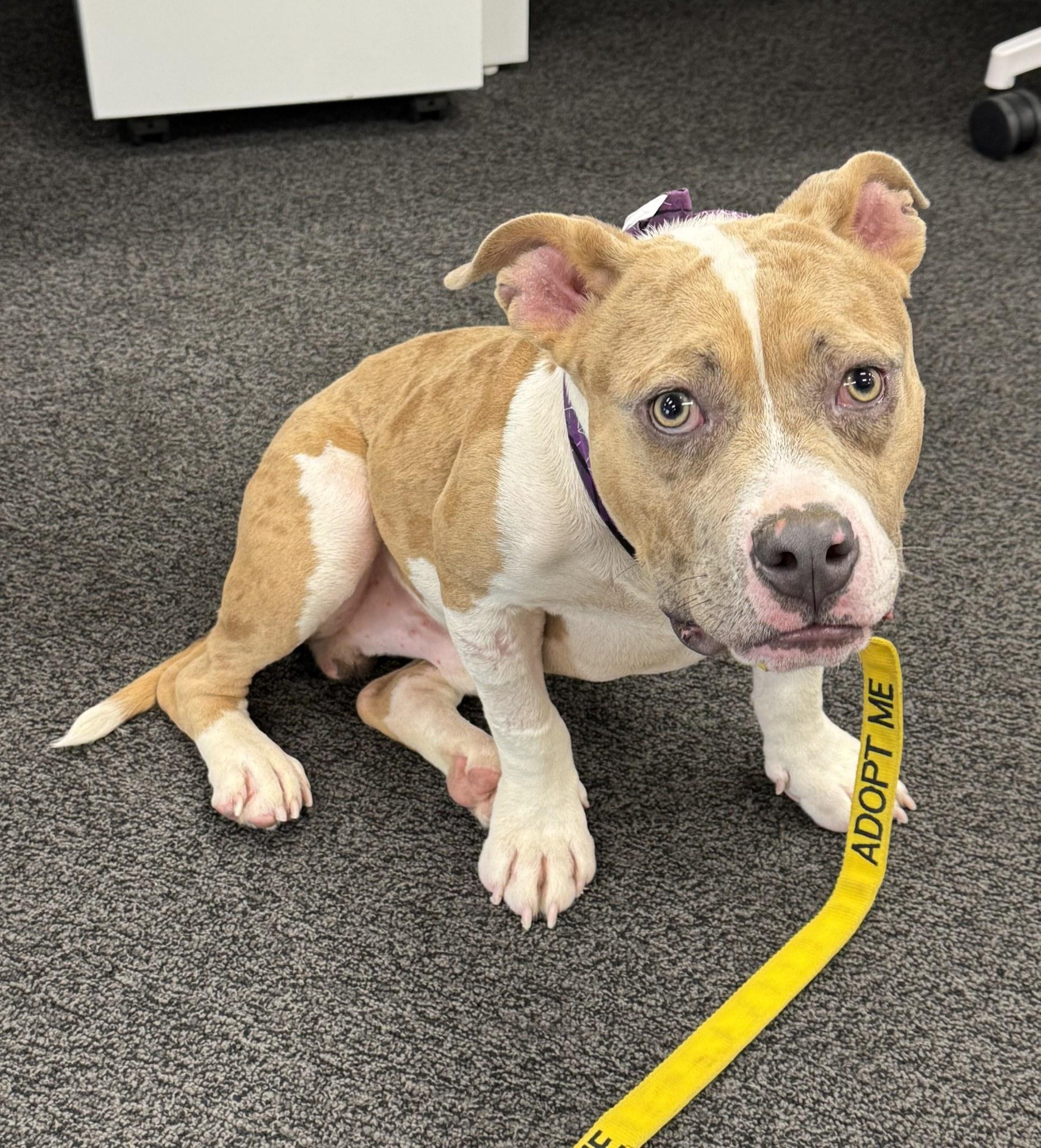 Creme Brulee **Courtesy Post. Out of town pet. See below for details**