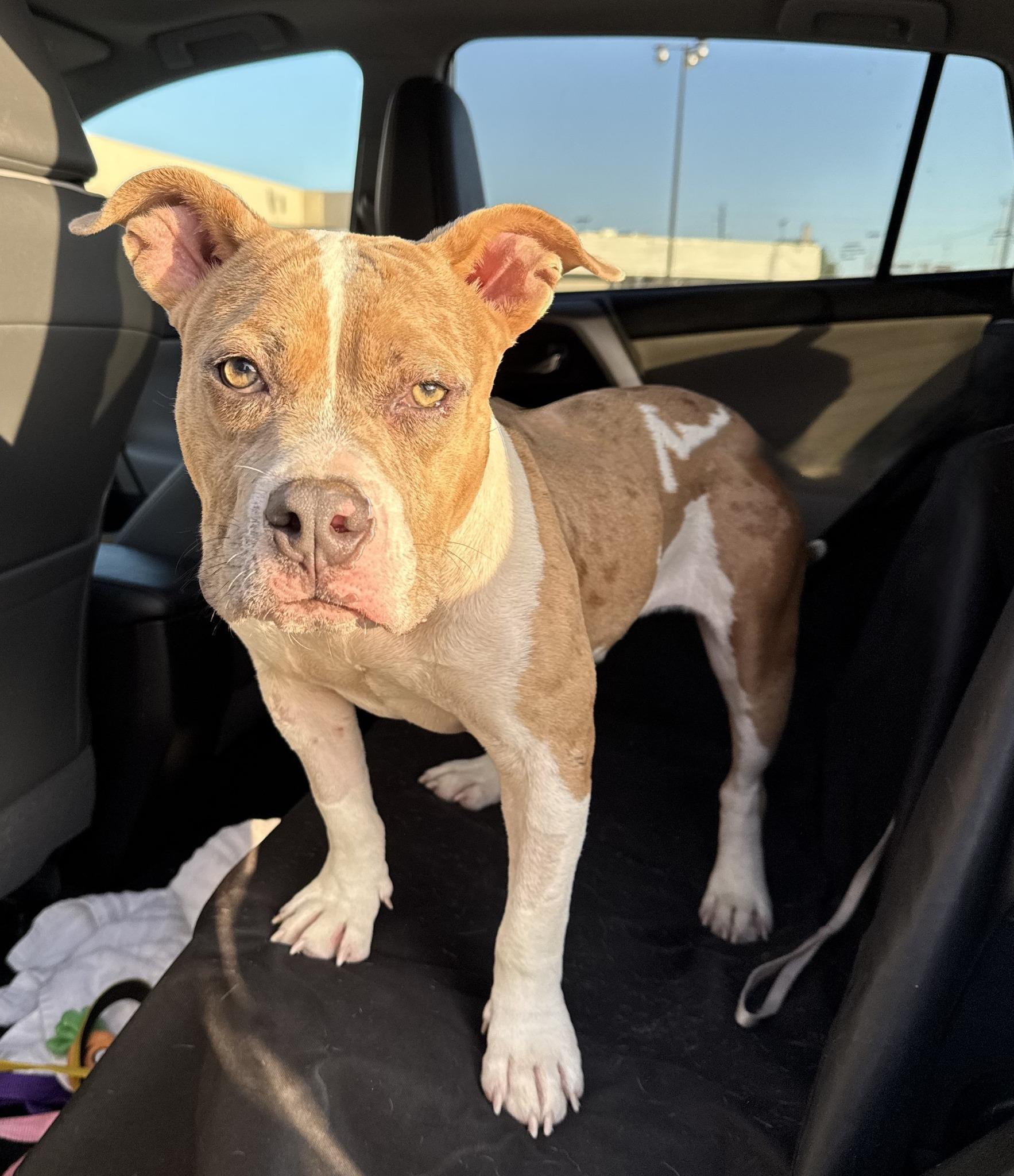 Creme Brulee **Courtesy Post. Out of town pet. See below for details**