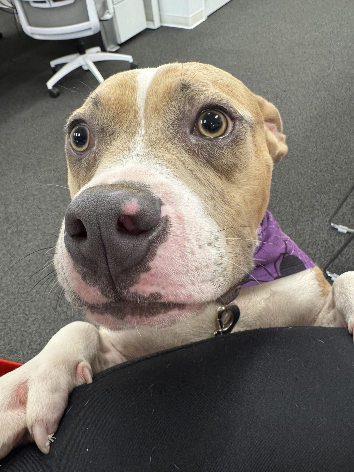 Creme Brulee **Courtesy Post. Out of town pet. See below for details**