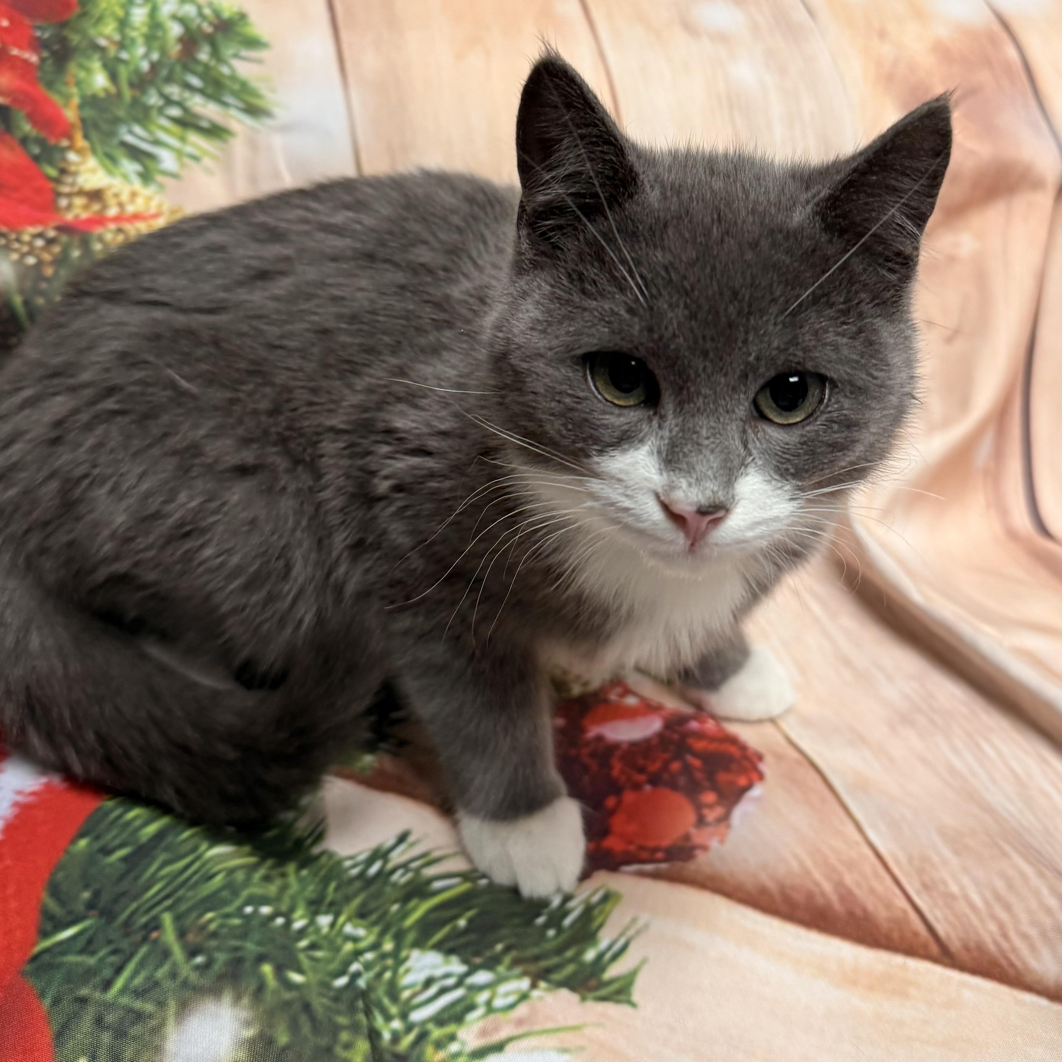 Enlarge Dasher, a ADOPTABLE Domestic Short Hair in Fairfax Station, VA image 1/3