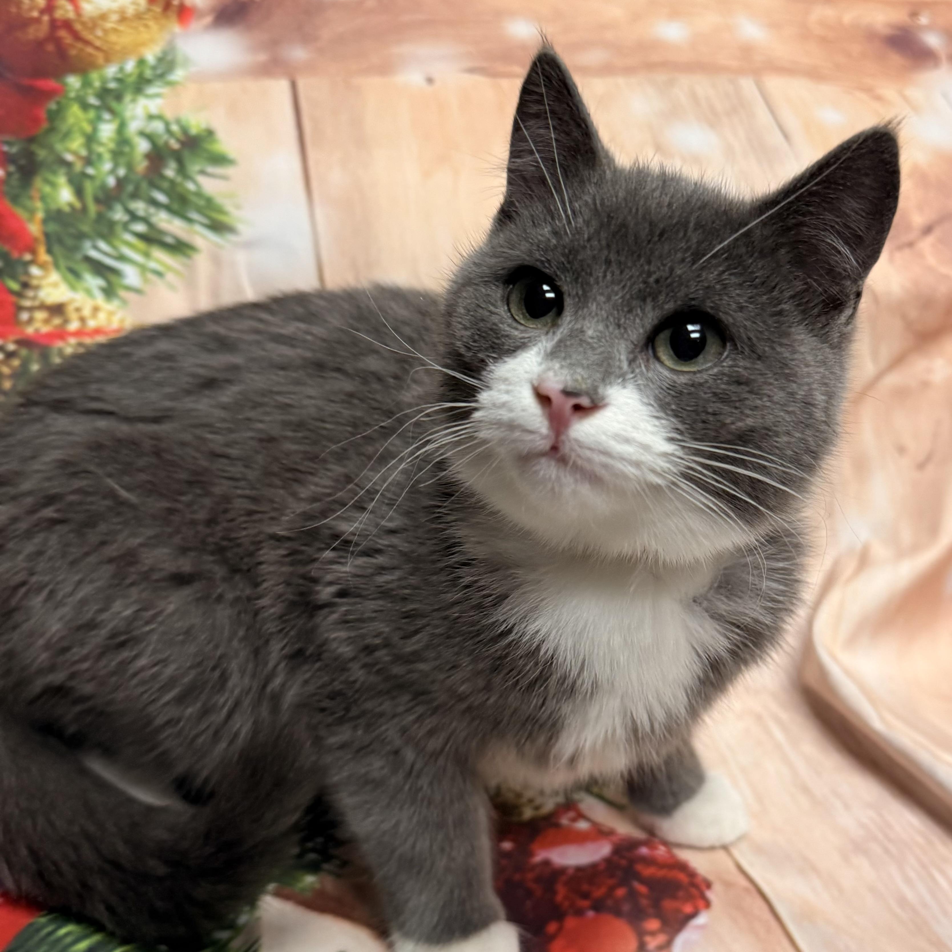 Enlarge Dasher, a ADOPTABLE Domestic Short Hair in Fairfax Station, VA image 2/3