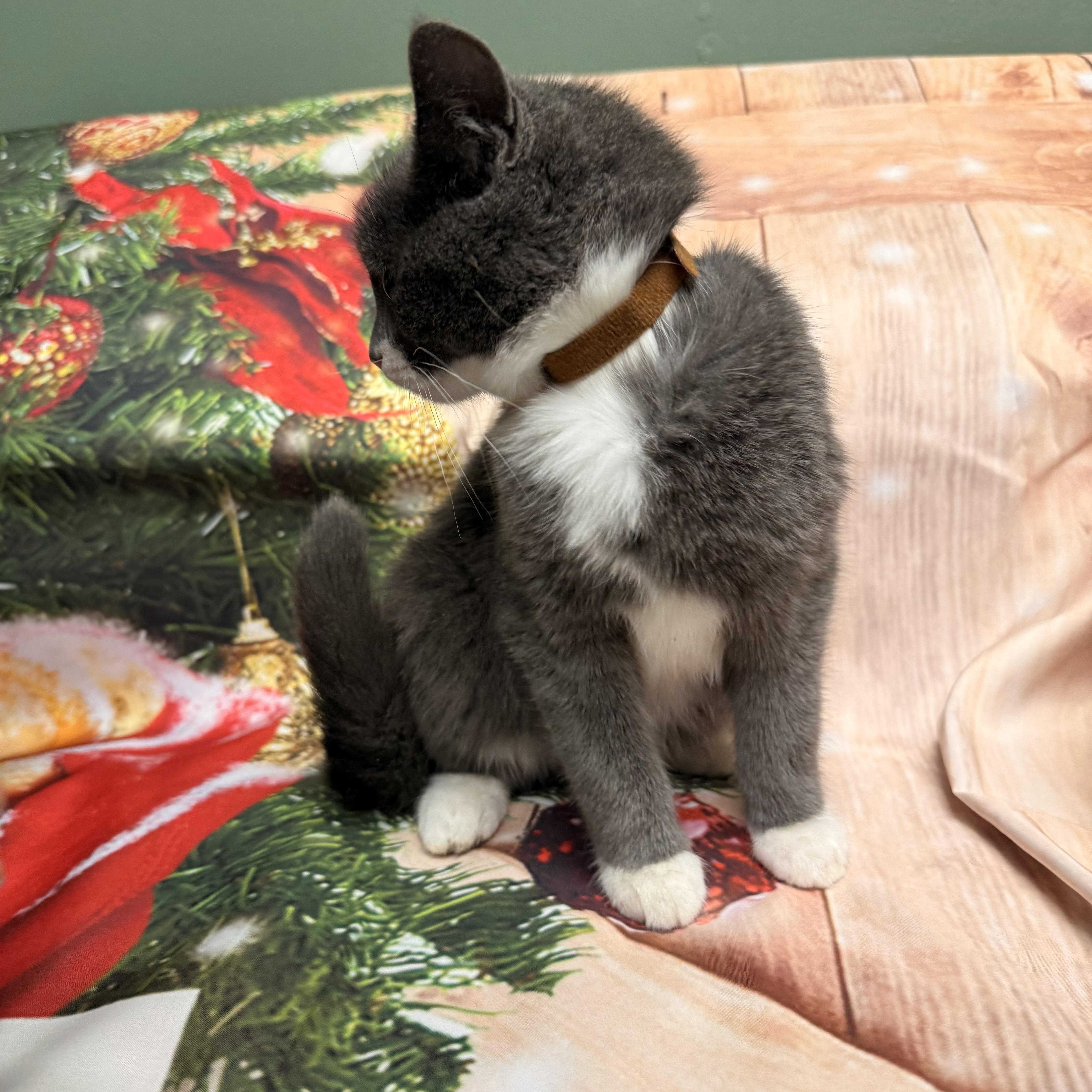 Enlarge Dasher, a ADOPTABLE Domestic Short Hair in Fairfax Station, VA image 3/3