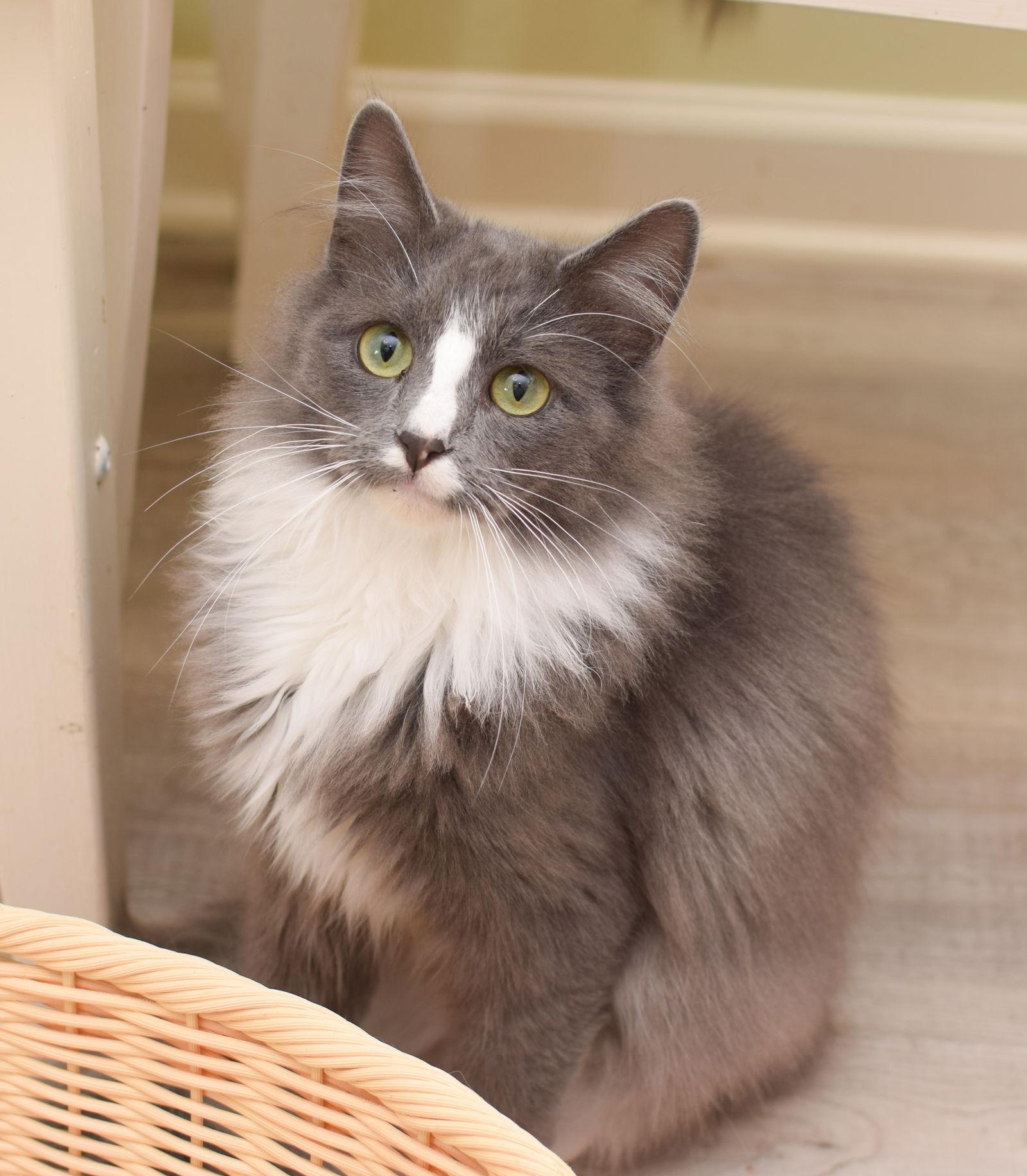 Derpy, Adopted, Kitten Male Maine Coon.