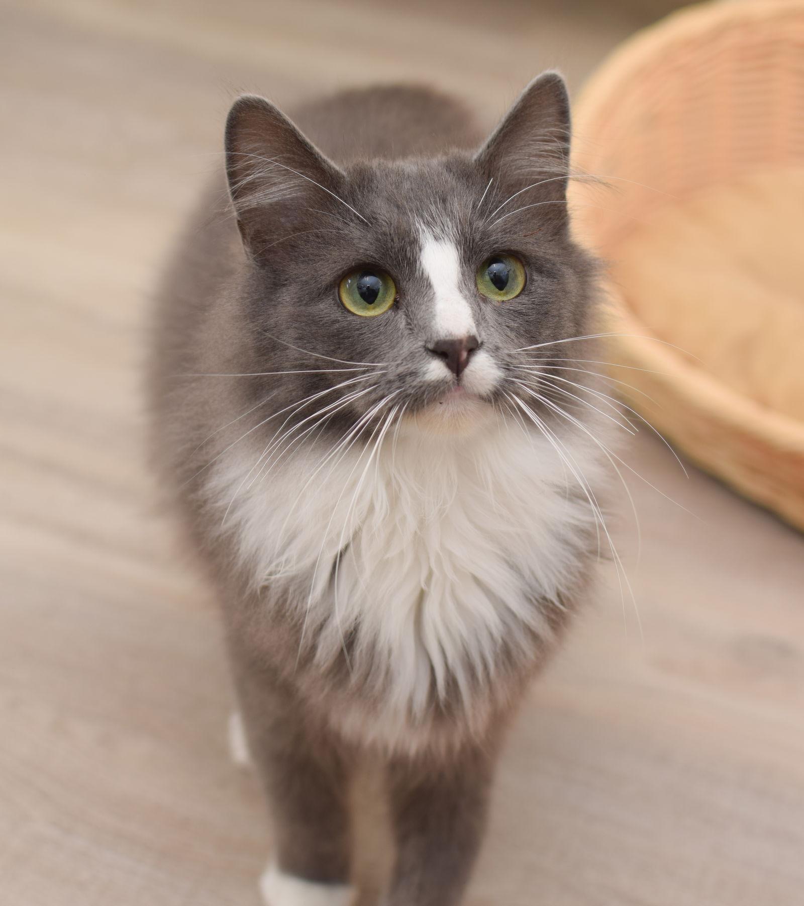 Enlarge Derpy, a Adopted Maine Coon in Hockessin, DE image 2/3