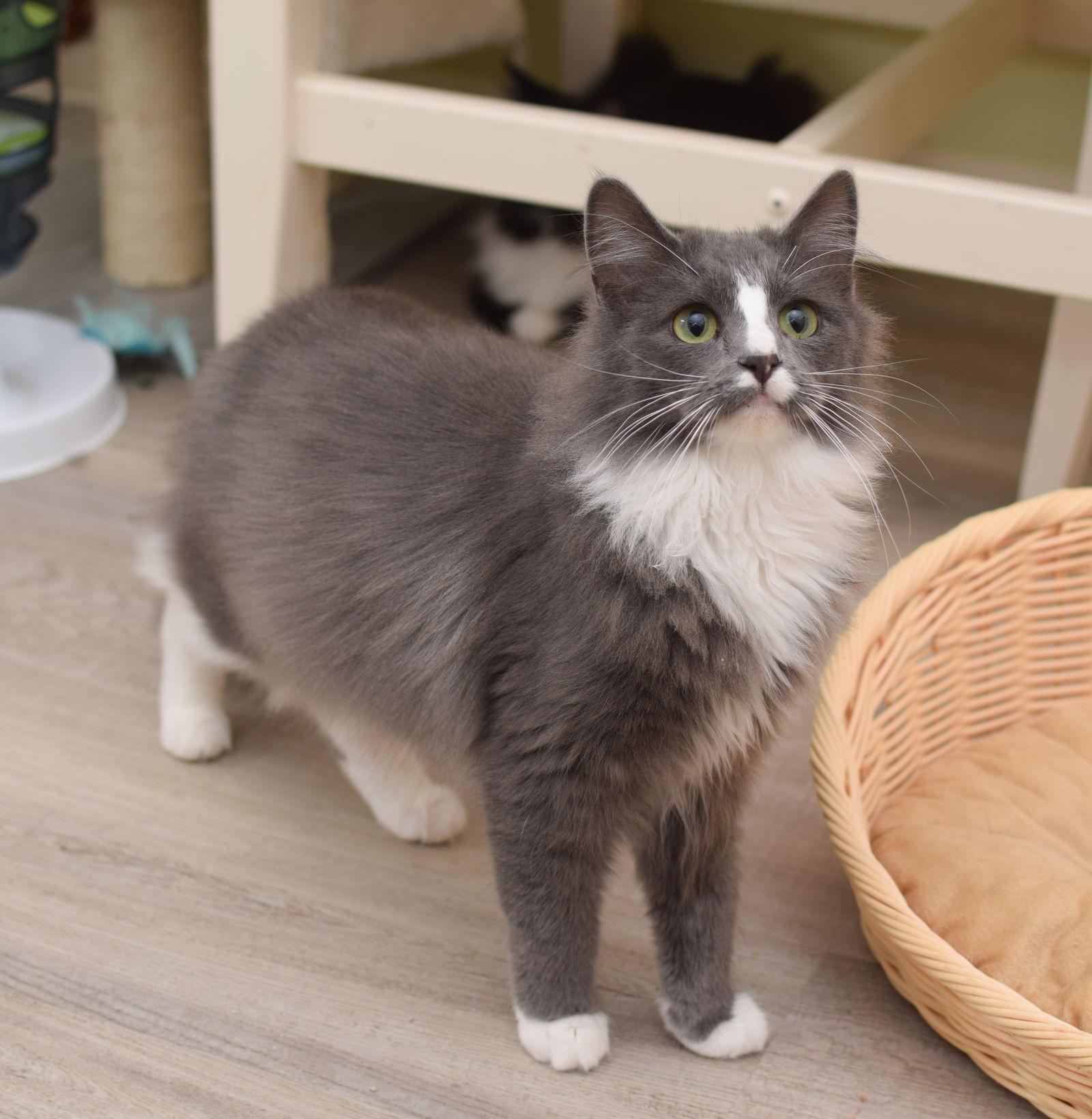 Enlarge Derpy, a Adopted Maine Coon in Hockessin, DE image 3/3