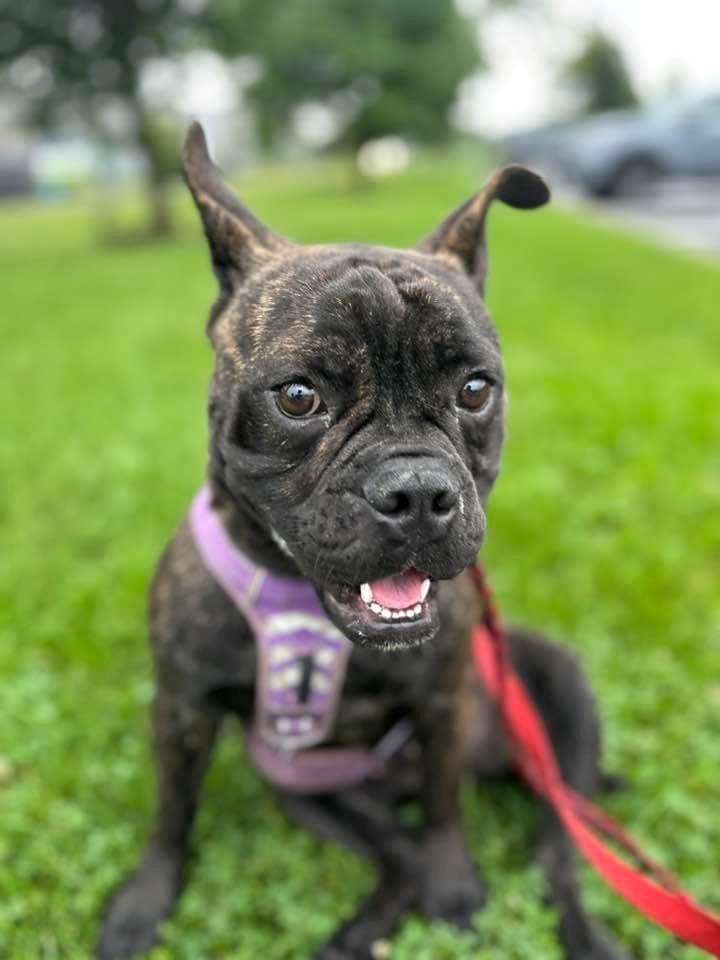 Enlarge Biggie, a Adoptable mixed breed in Vaudreuil-Dorion, QC image 4/5