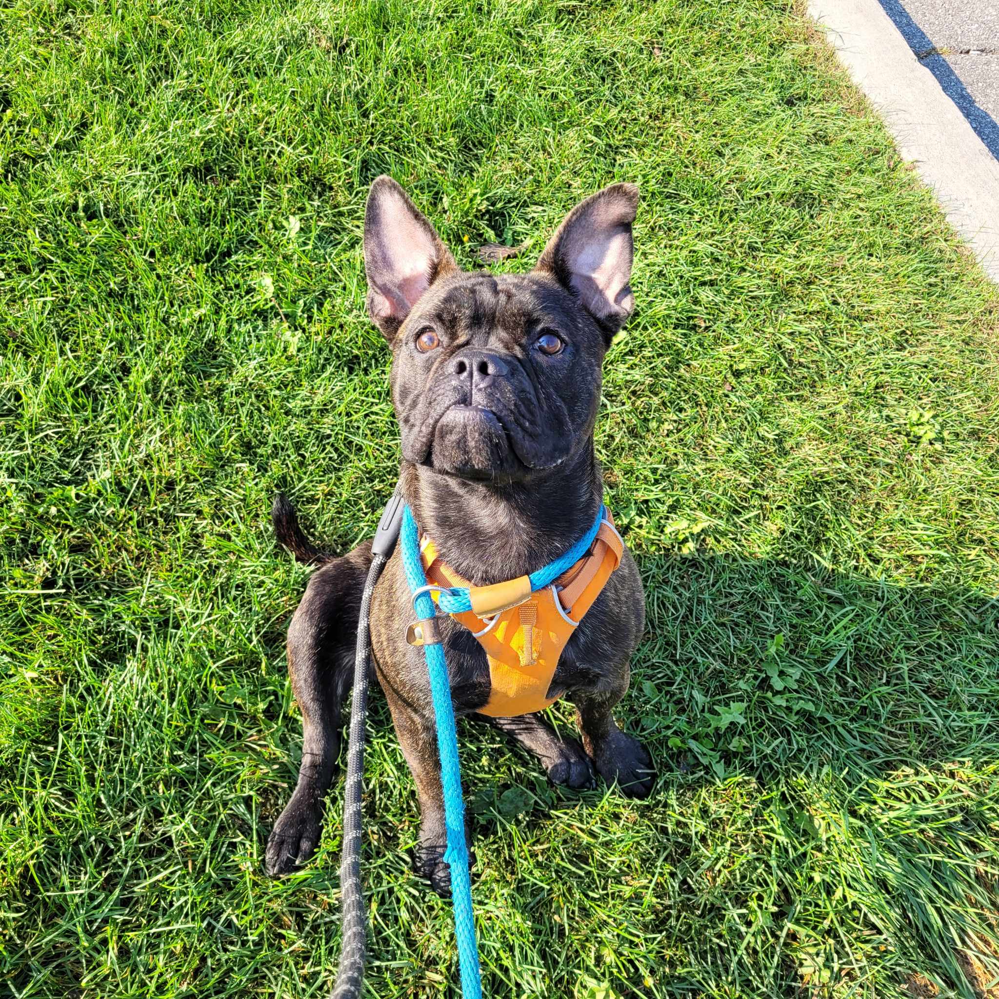 Enlarge Biggie, a Adoptable mixed breed in Vaudreuil-Dorion, QC image 1/5