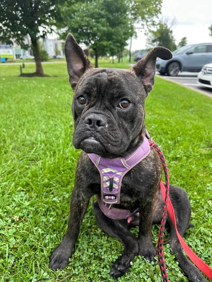 Enlarge Biggie, a Adoptable mixed breed in Vaudreuil-Dorion, QC image 3/5