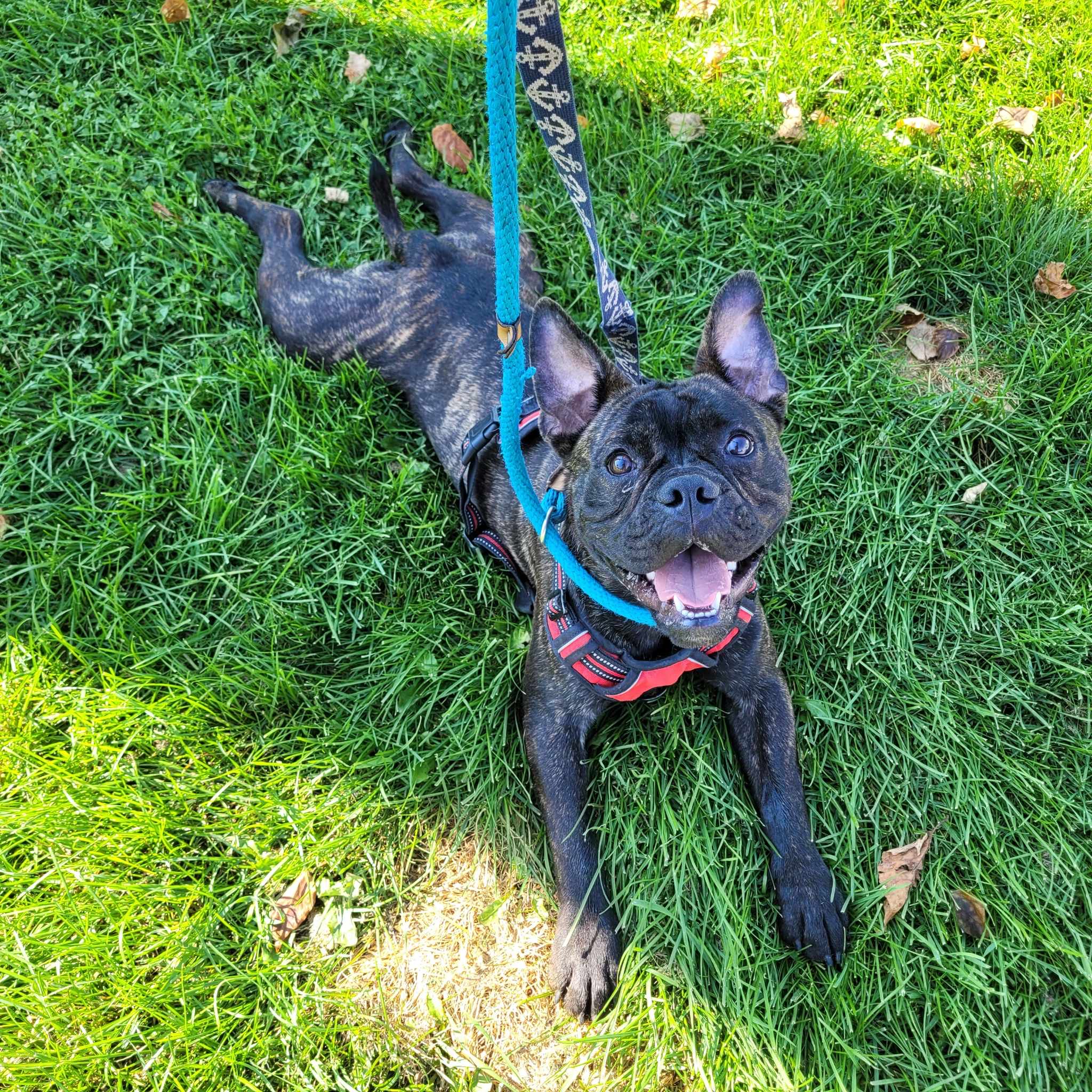 Enlarge Biggie, a Adoptable mixed breed in Vaudreuil-Dorion, QC image 2/5