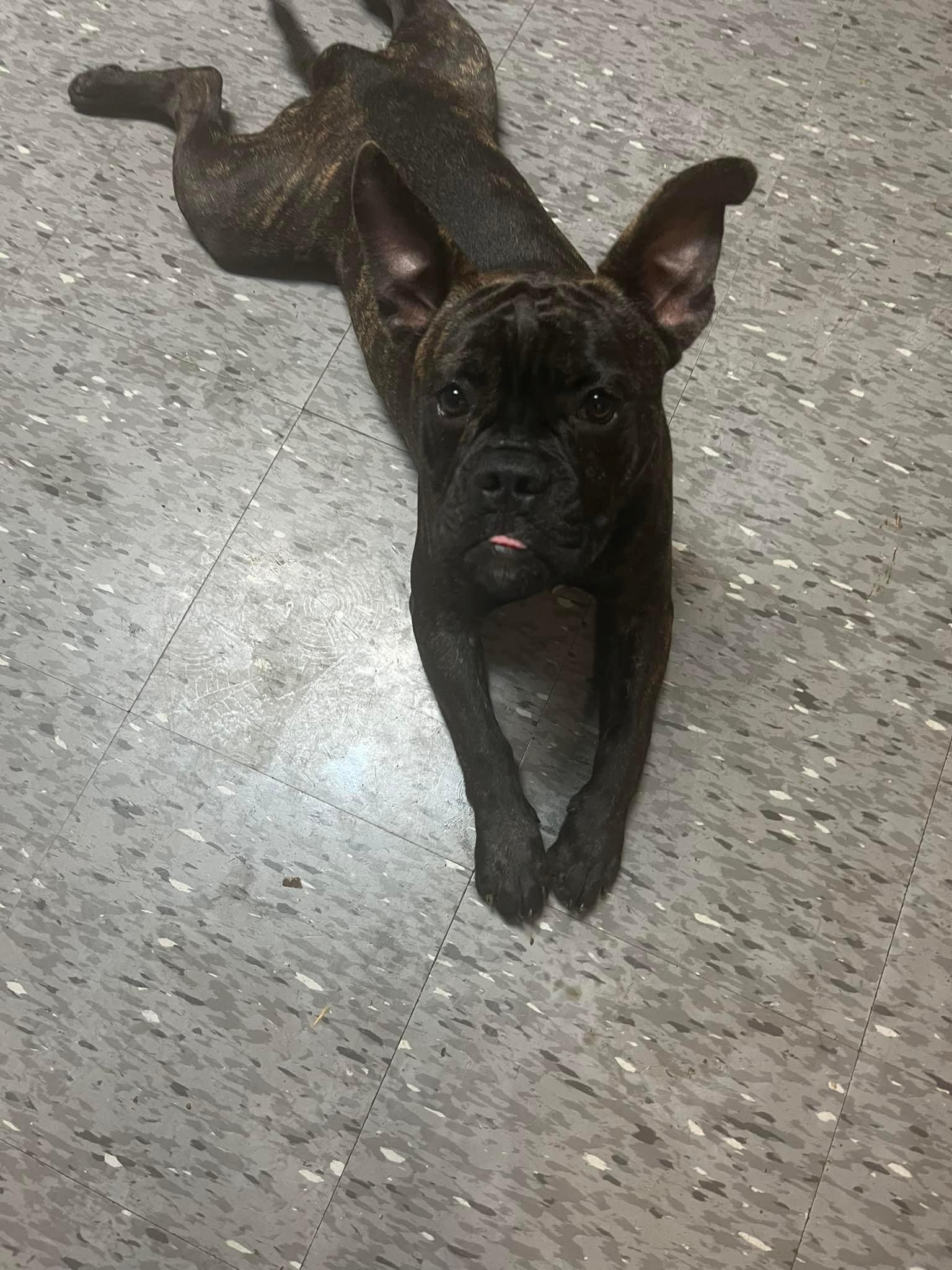 Enlarge Biggie, a Adoptable mixed breed in Vaudreuil-Dorion, QC image 5/5