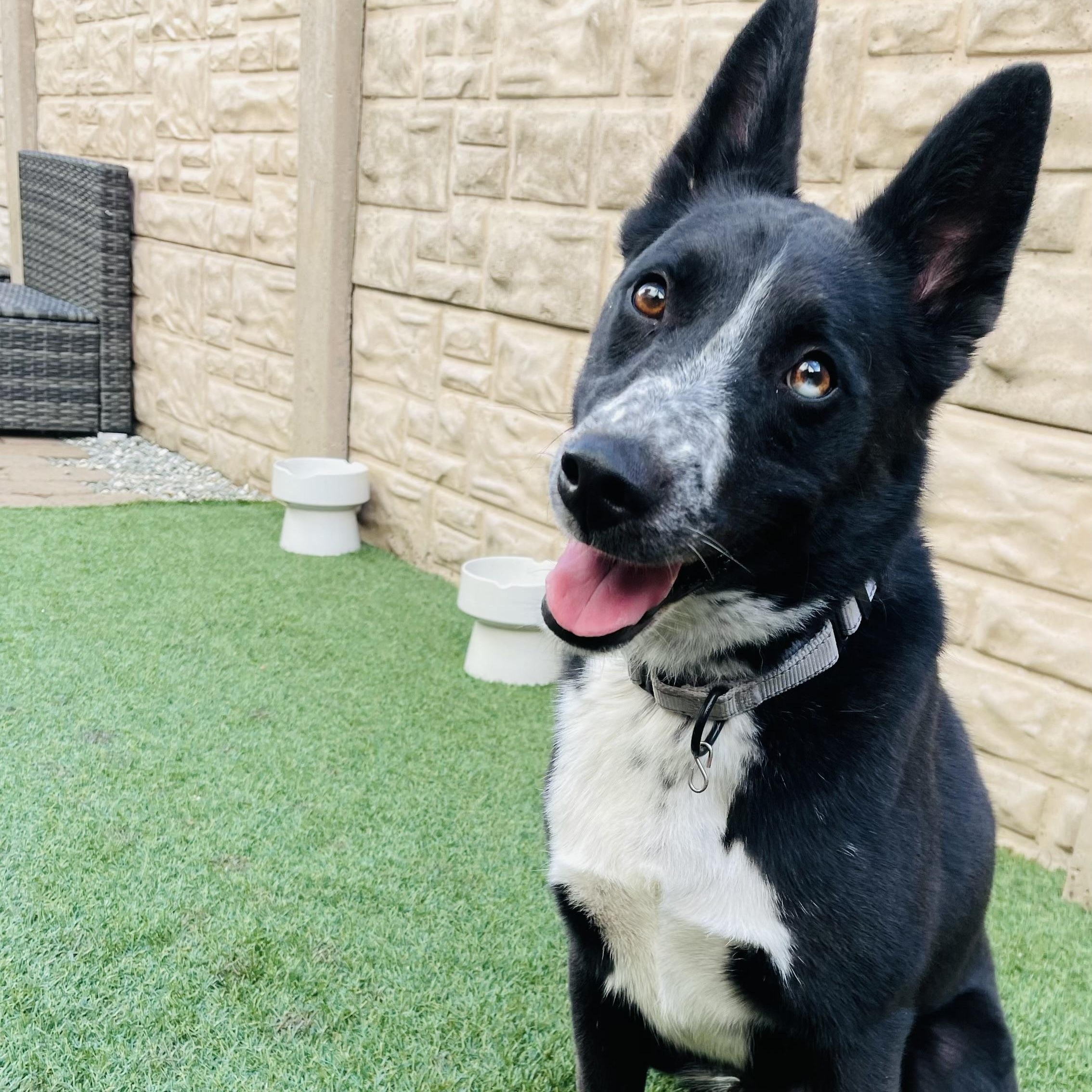 Tito, Adoptable, Young Male Australian Cattle Dog / Blue Heeler & Bearded Collie.