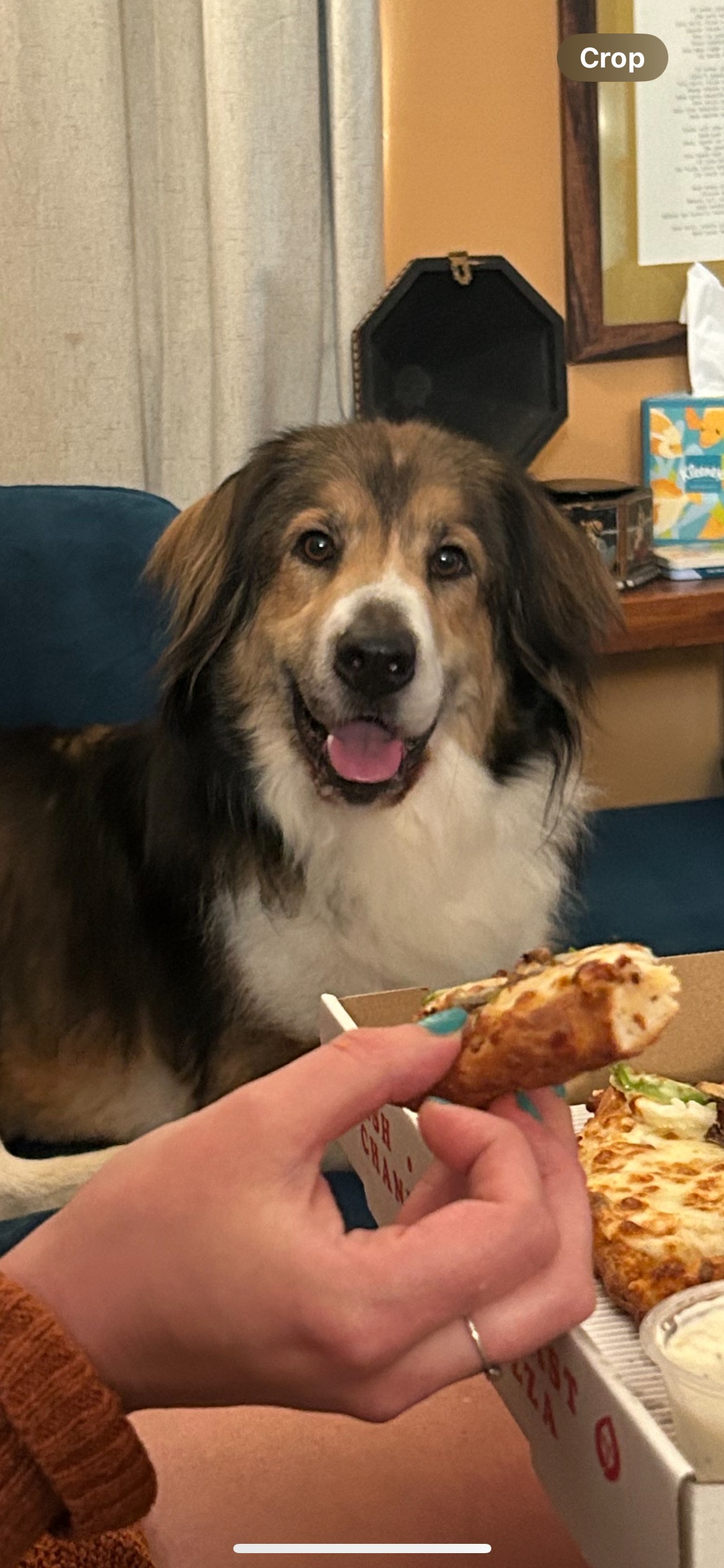 Enlarge Robbie, a Adopted Collie in Gum Spring, VA image 1/3