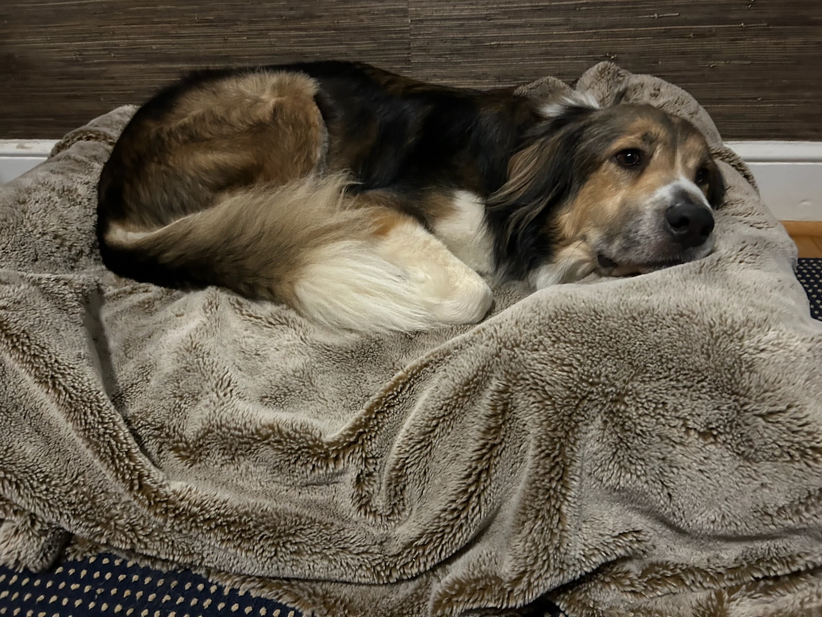 Enlarge Robbie, a Adopted Collie in Gum Spring, VA image 3/3