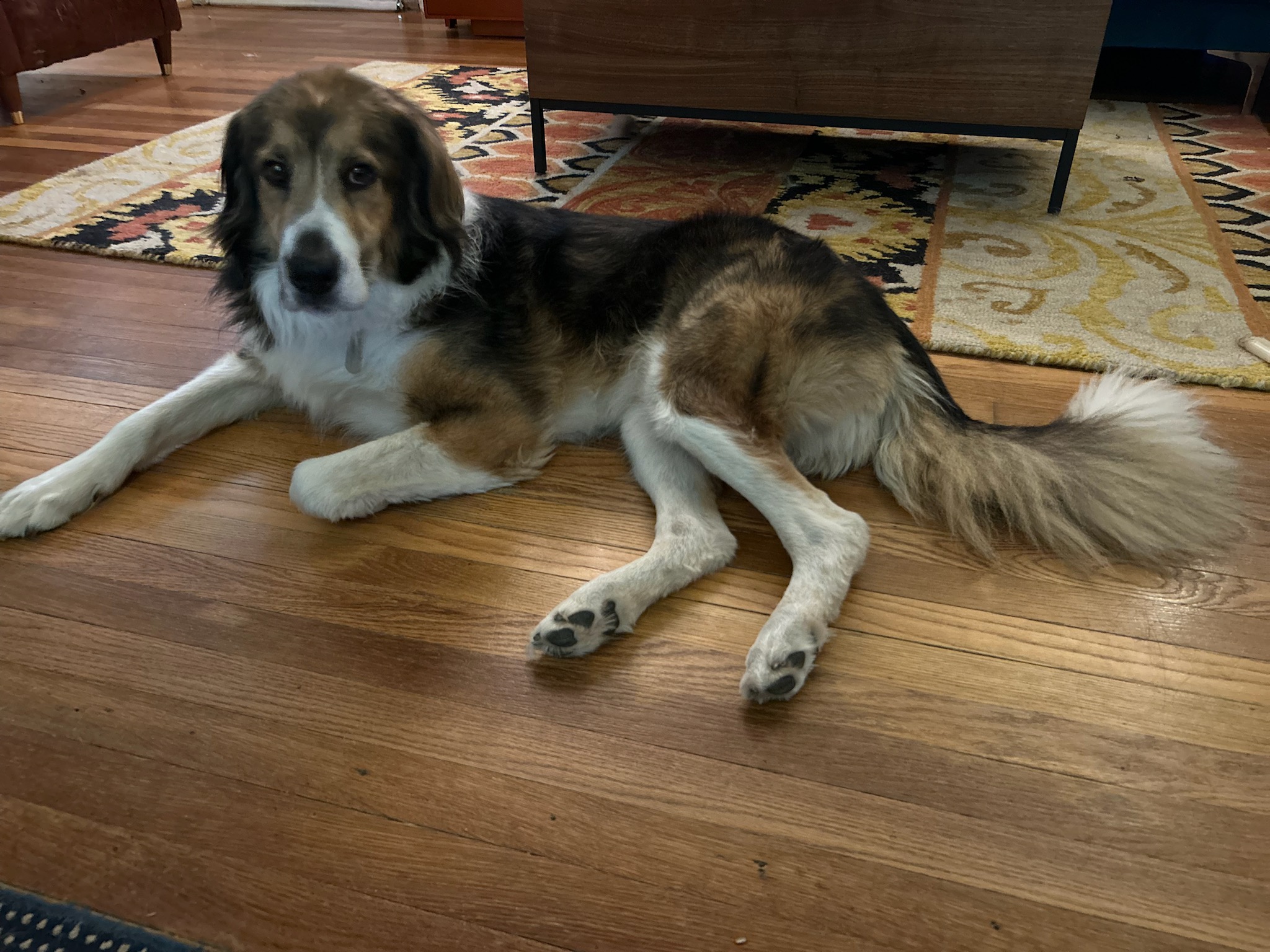 Enlarge Robbie, a Adopted Collie in Gum Spring, VA image 2/3