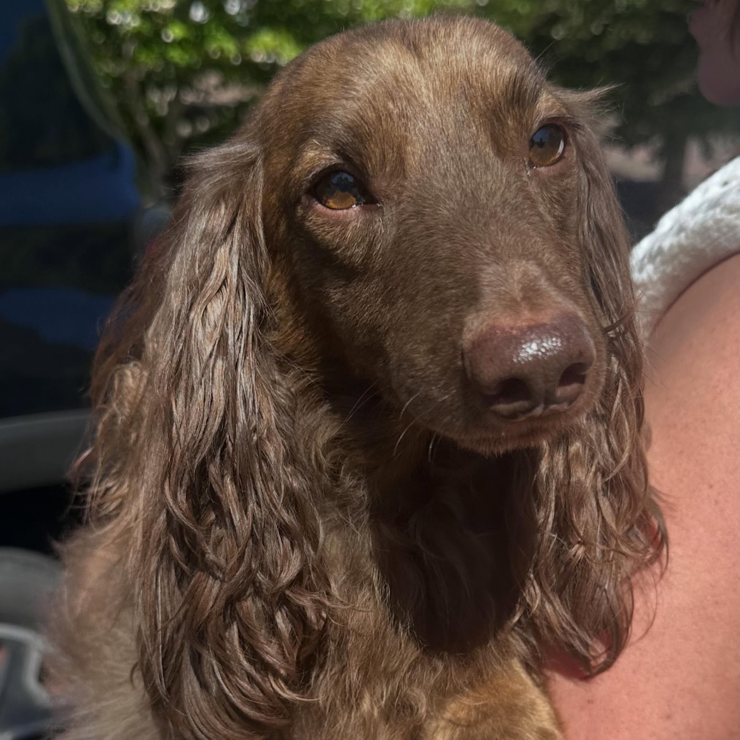 Enlarge Trout , a ADOPTABLE Dachshund (Long Haired) in Portland, OR image 2/5