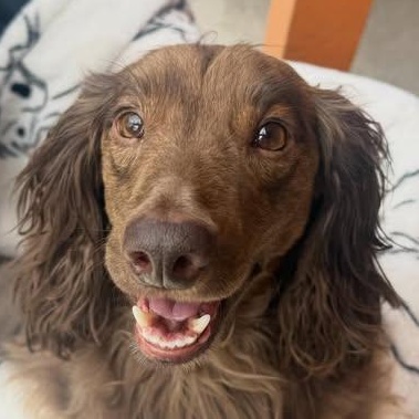 Enlarge Trout (IVDD COMING SOON), a ADOPTABLE Dachshund (Long Haired) in Portland, OR image 1/3