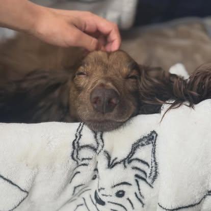 Enlarge Trout (IVDD COMING SOON), a ADOPTABLE Dachshund (Long Haired) in Portland, OR image 3/3